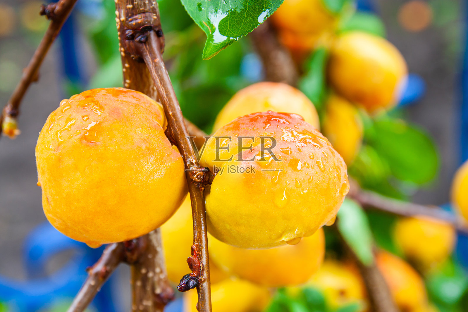 成熟的新鲜有机杏与水滴在树枝上。特写镜头,有选择性的重点照片摄影图片