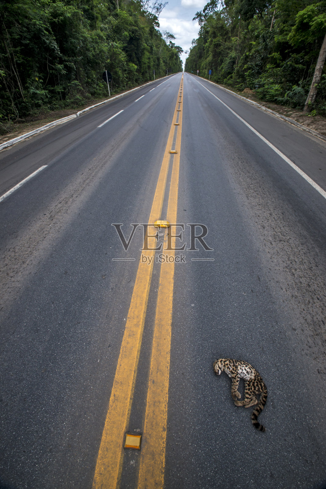 在圣埃斯皮里图的Linhares，野生动物在路上被碾过。照片摄影图片