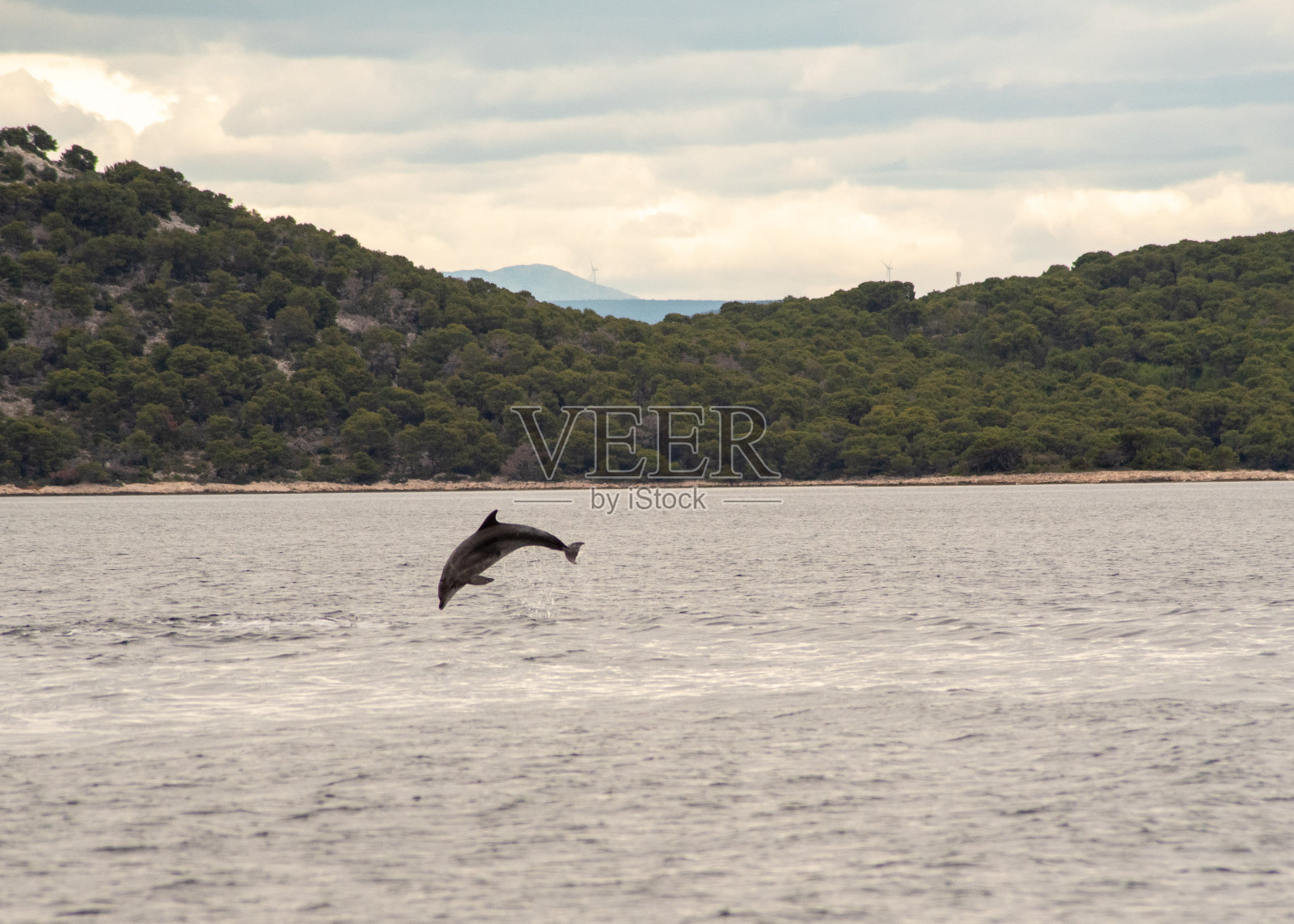 野生海豚照片摄影图片