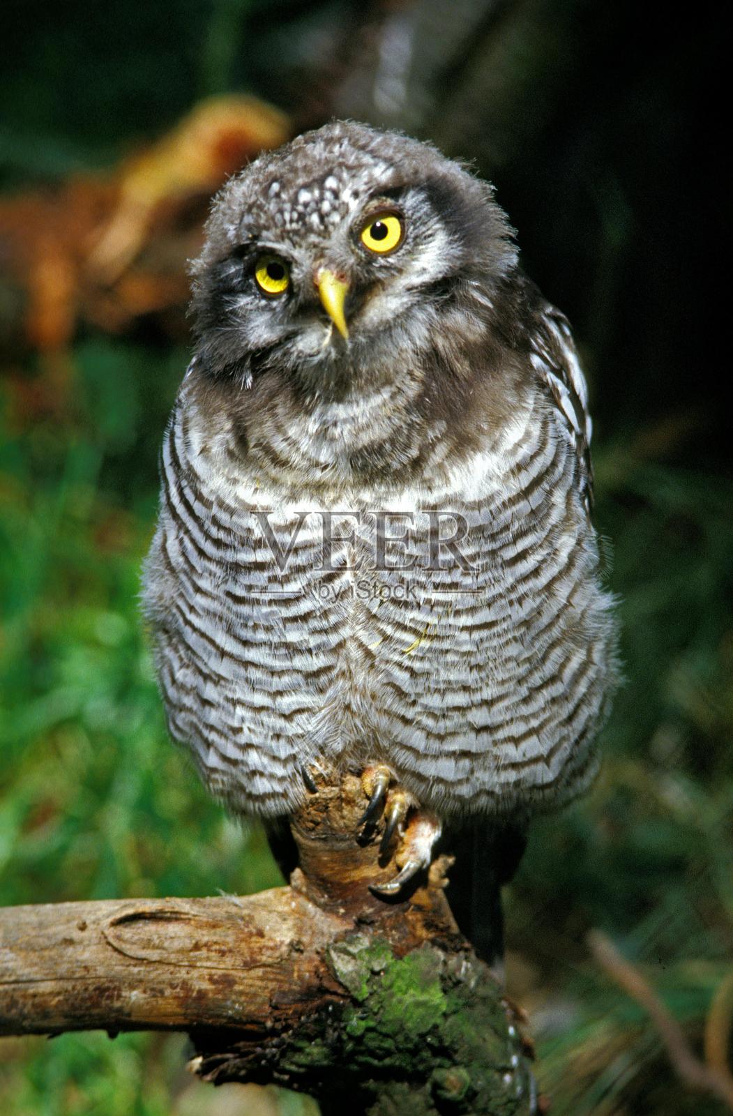 Northern Hawk Owl, surnia ulula，未成熟照片摄影图片