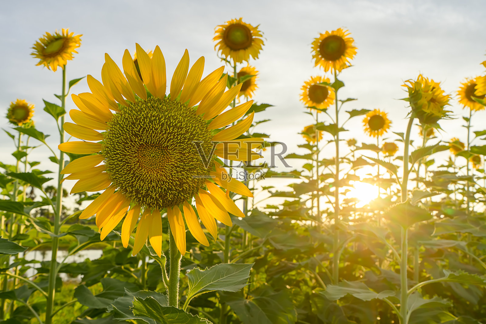 夕阳下的向日葵田。照片摄影图片