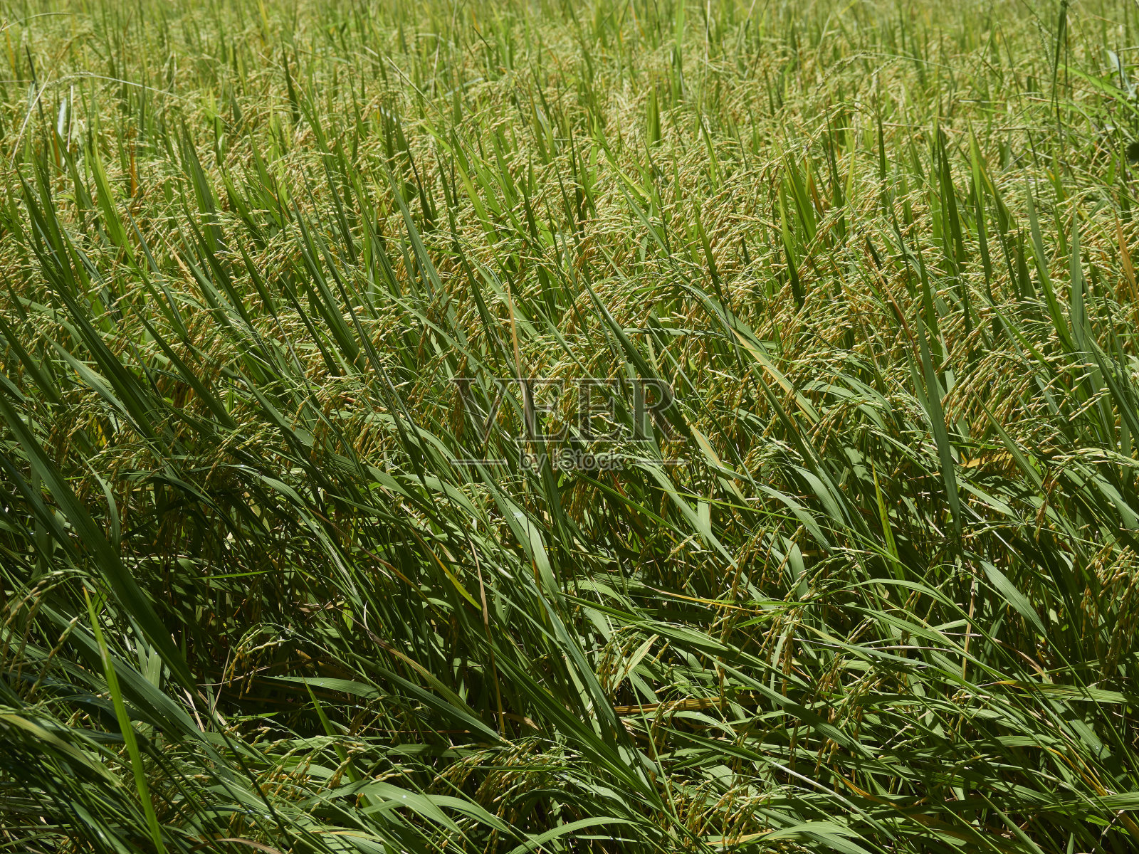 黄澄澄的稻田即将收获照片摄影图片