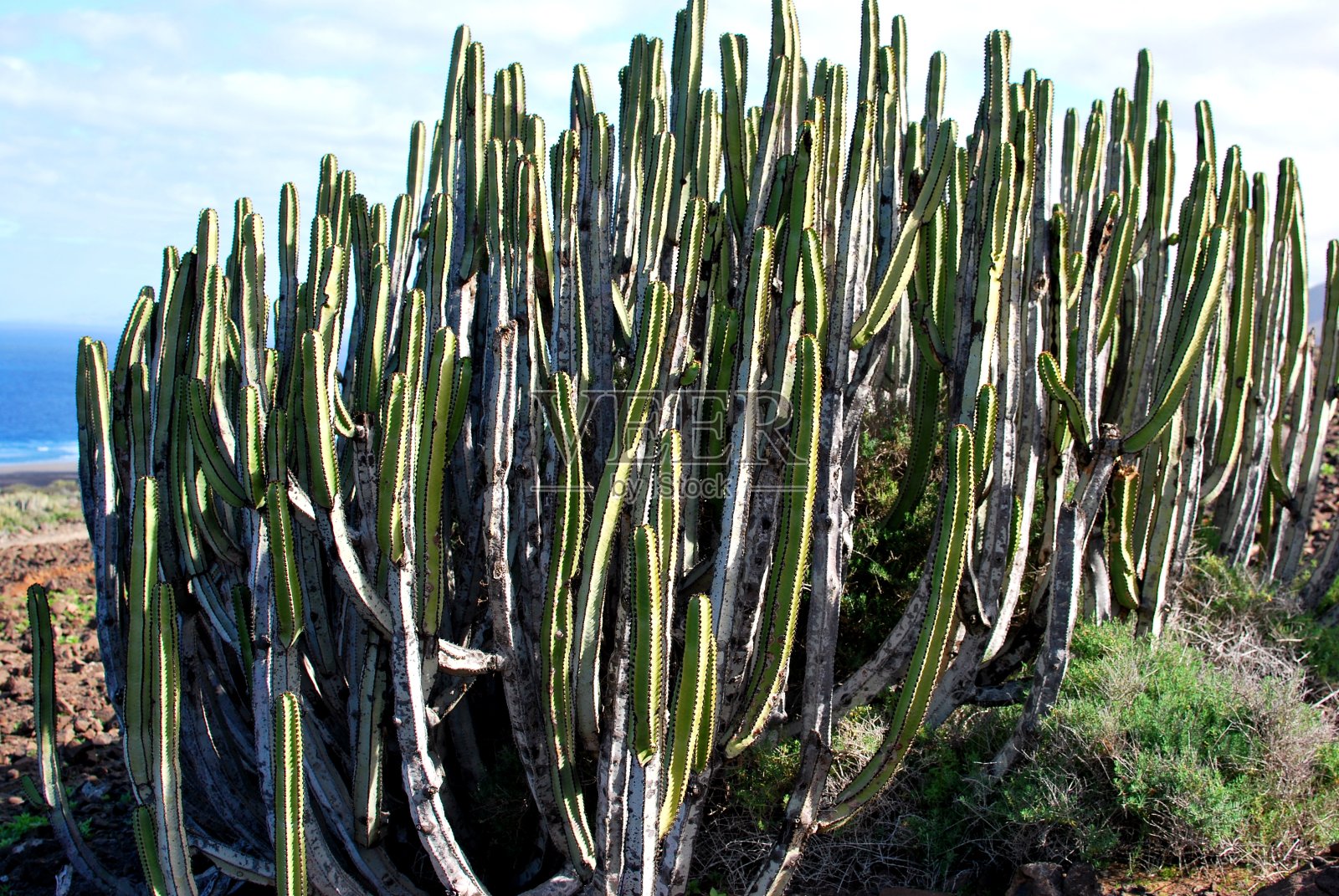 夏天，阳光和仙人掌照片摄影图片