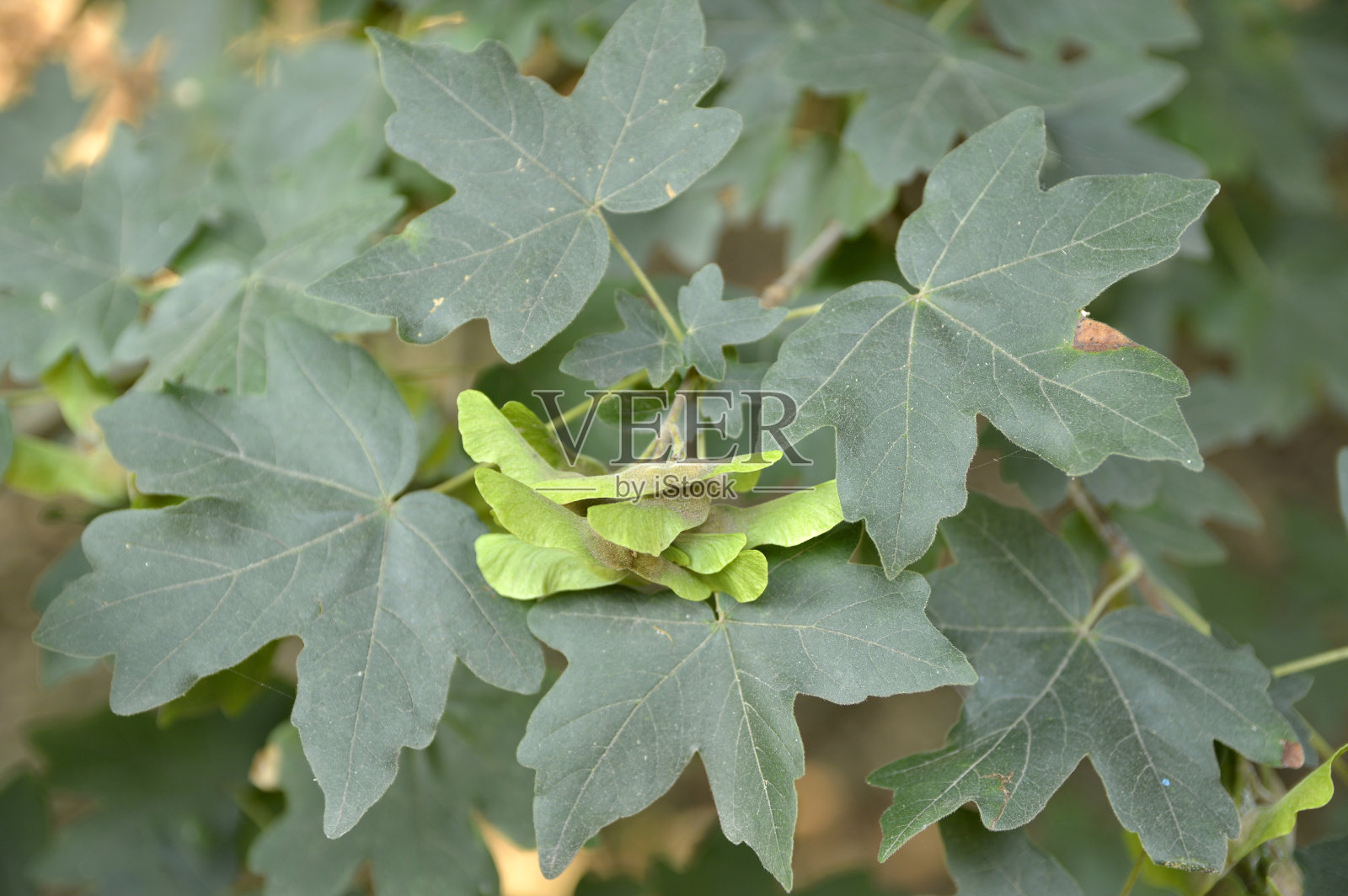绿色的枫树靠近照片摄影图片