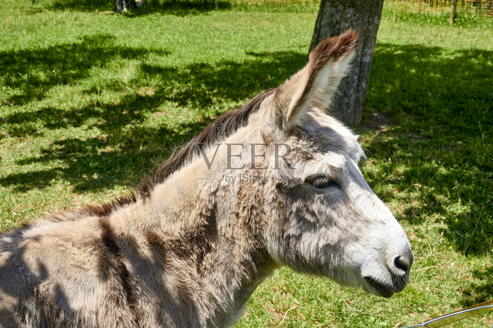 驴头，侧视图照片摄影图片