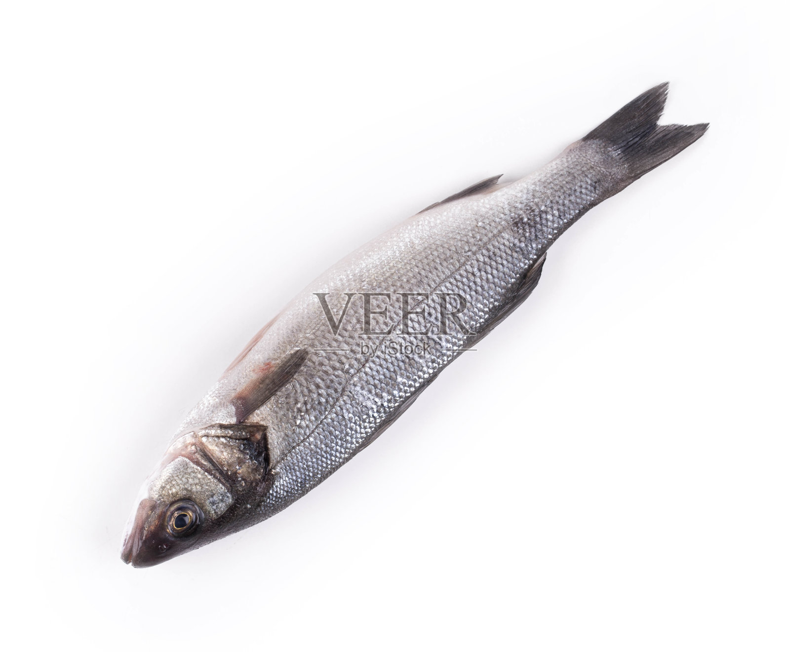 新鲜的鲈鱼。照片摄影图片