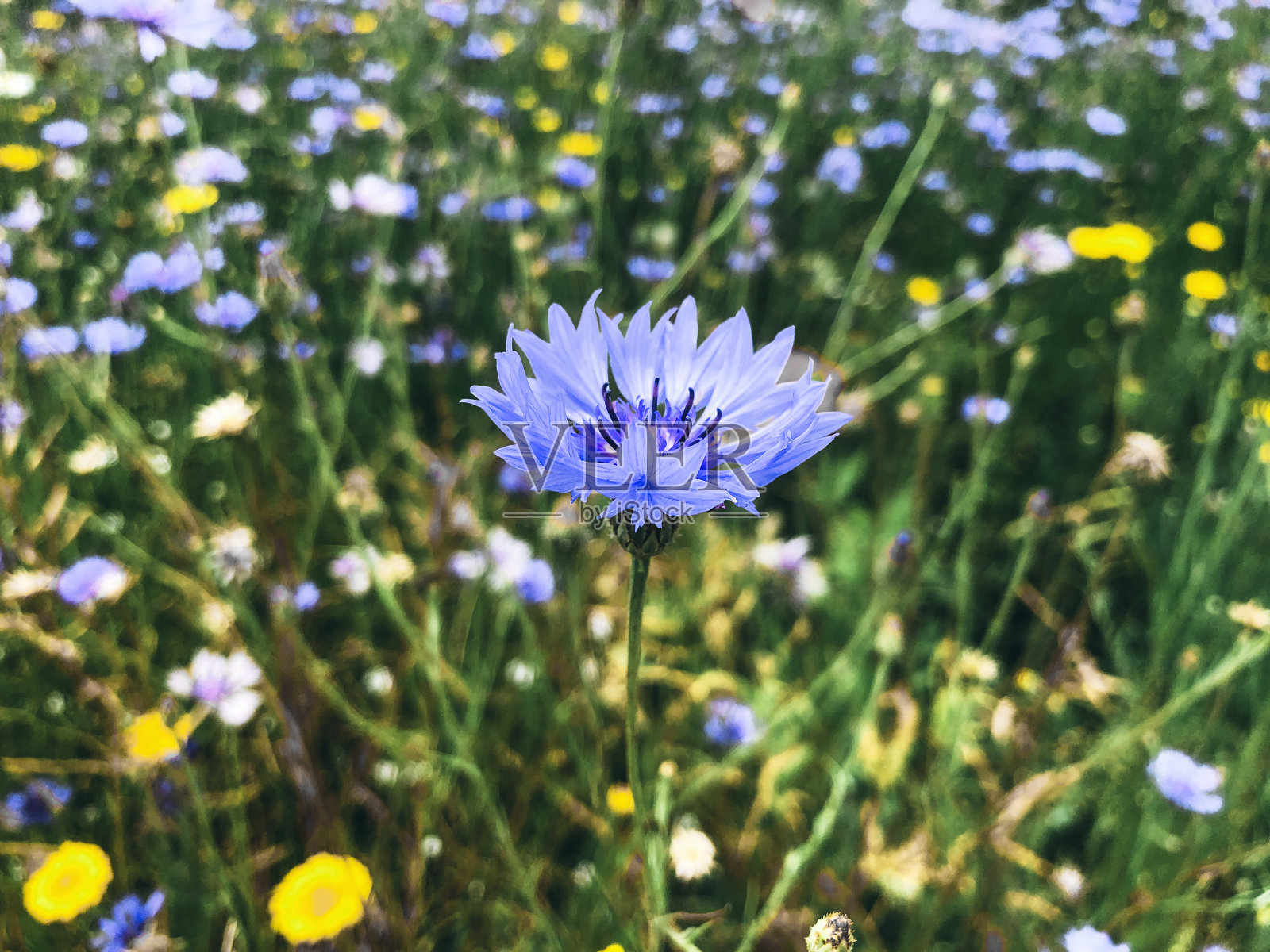 蓝色的花。特写镜头照片摄影图片