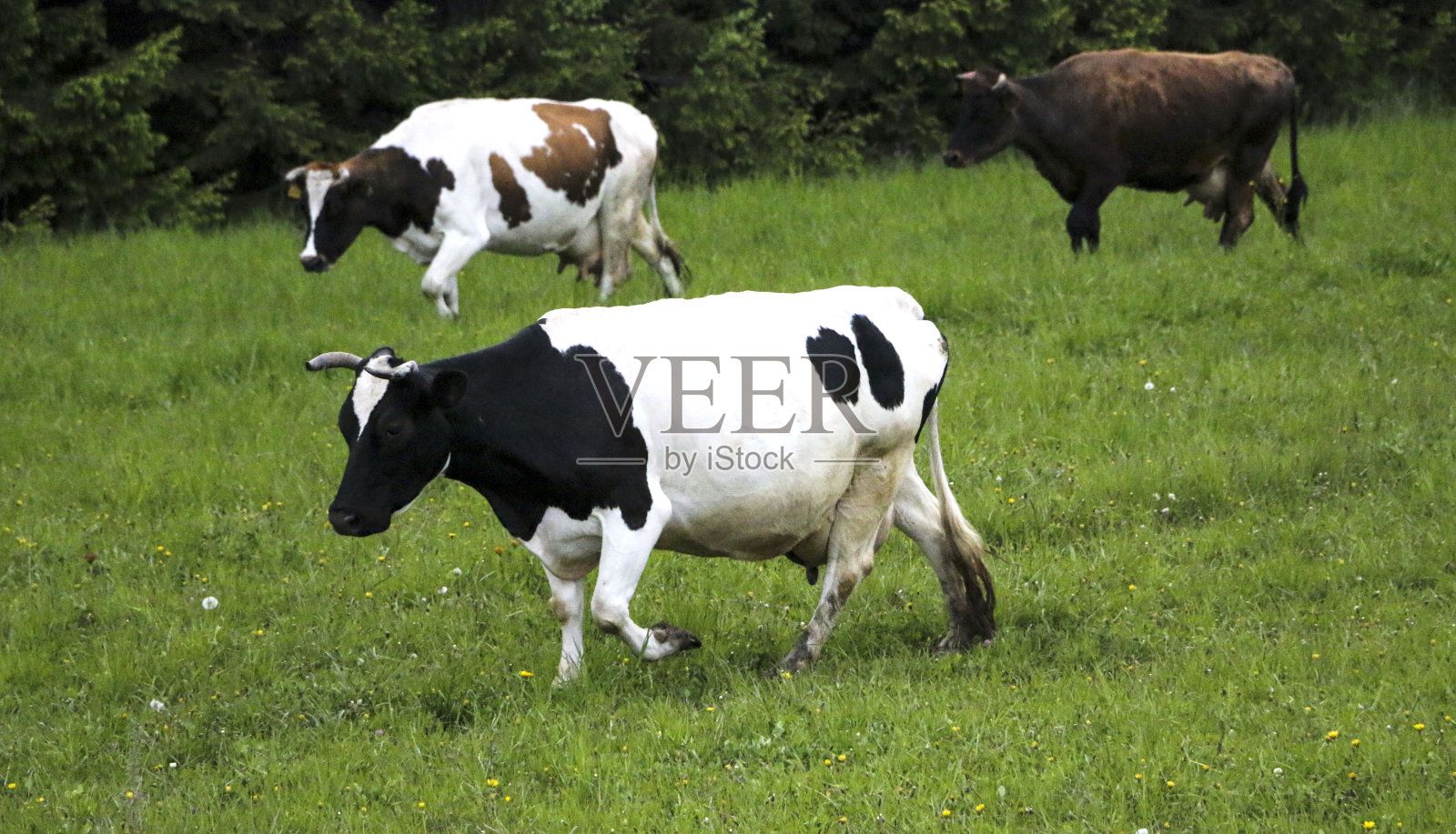 年轻的奶牛，从牧场穿过绿色的草地，沿着森林，带着年轻的虾虎鱼和母牛。照片摄影图片