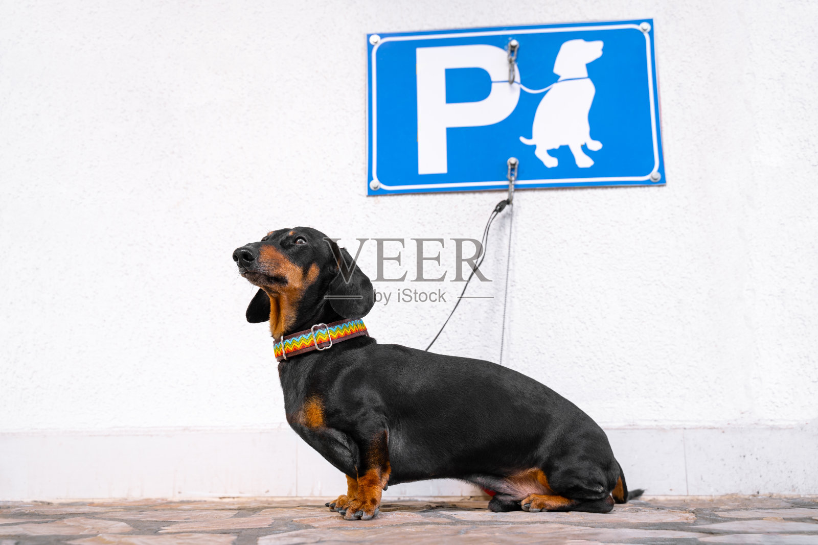 这只可爱听话的腊肠狗戴着彩虹项圈，被拴在狗停车牌下面的墙上，等待主人来到街上。对于忙碌的人来说，Dogspot是一个很好的解决方案。照片摄影图片