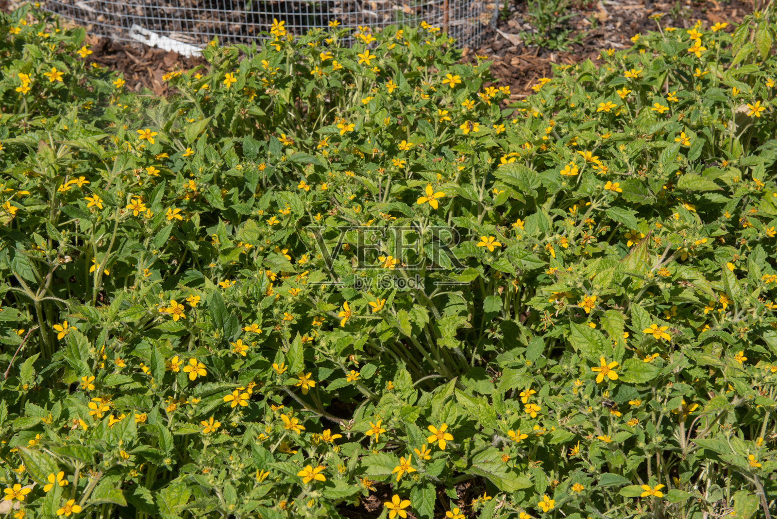 夏季开花的亮黄色的金膝盖或金星花(金菊)被木片包围在一个林地花园在乡村德文，英国，英国照片摄影图片