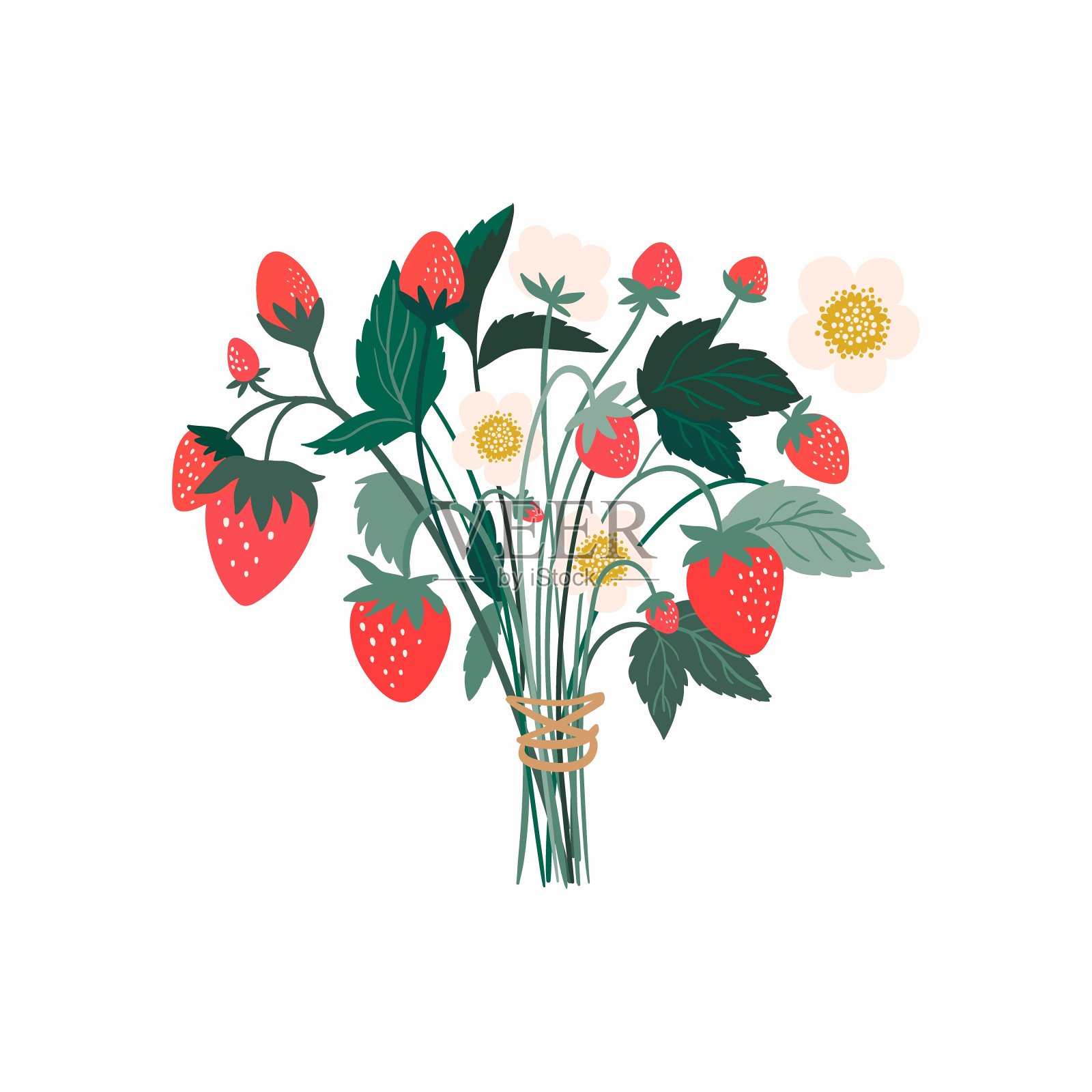 草莓花束，有果实，花和叶，孤立在白色背景插画图片素材