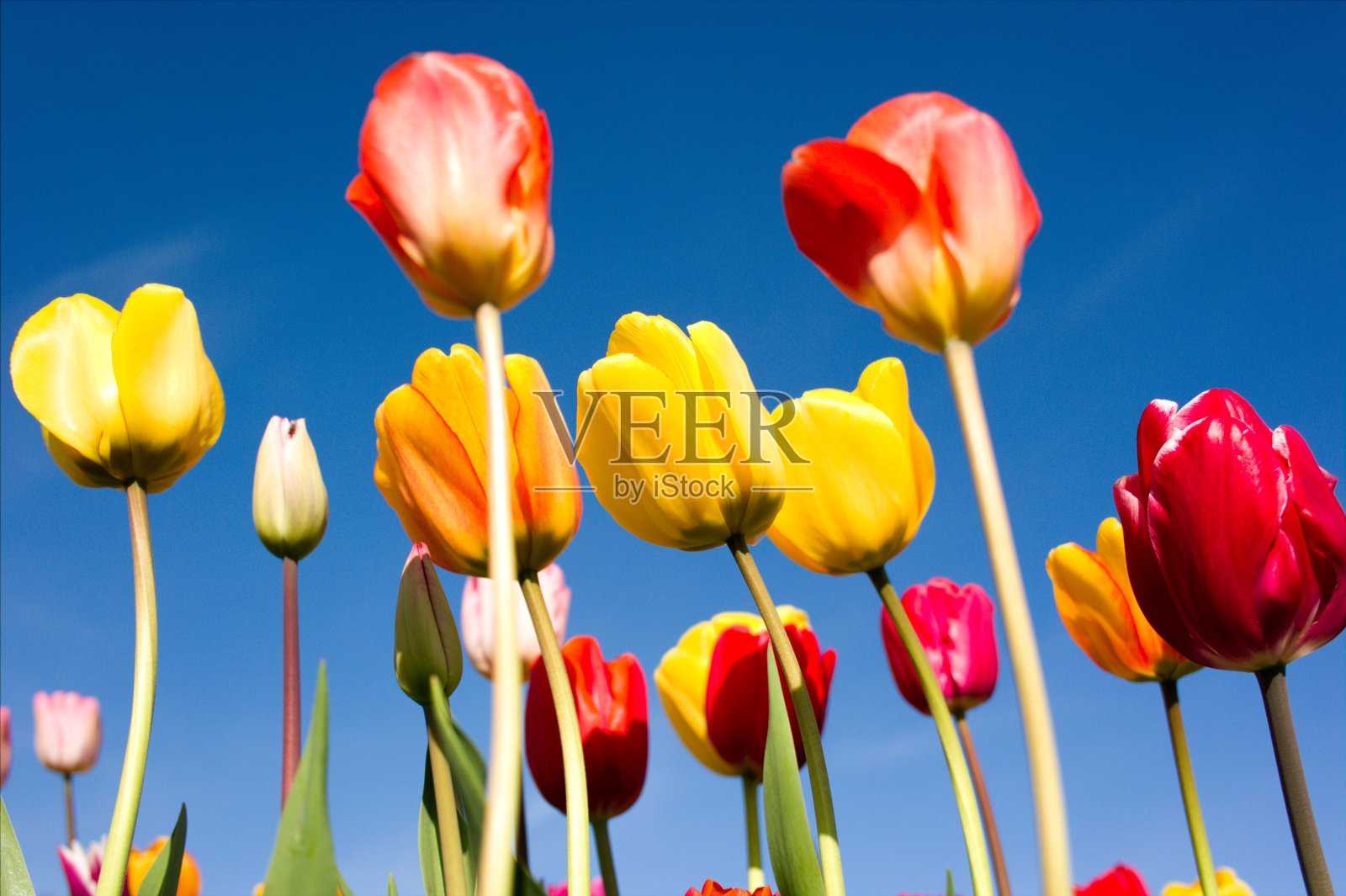 郁金香,郁金香!照片摄影图片