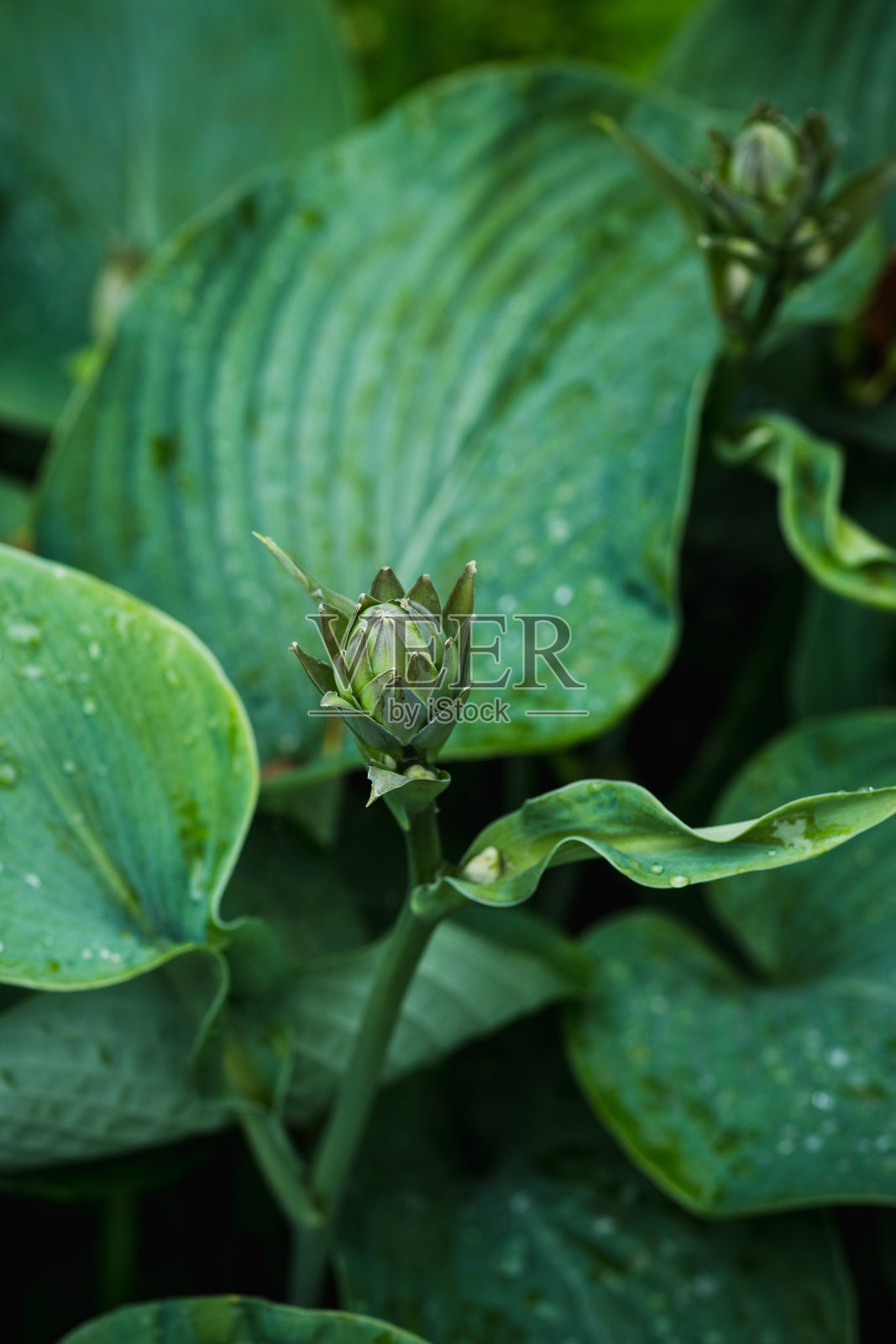 花园里盛开着美丽的玉簪花照片摄影图片