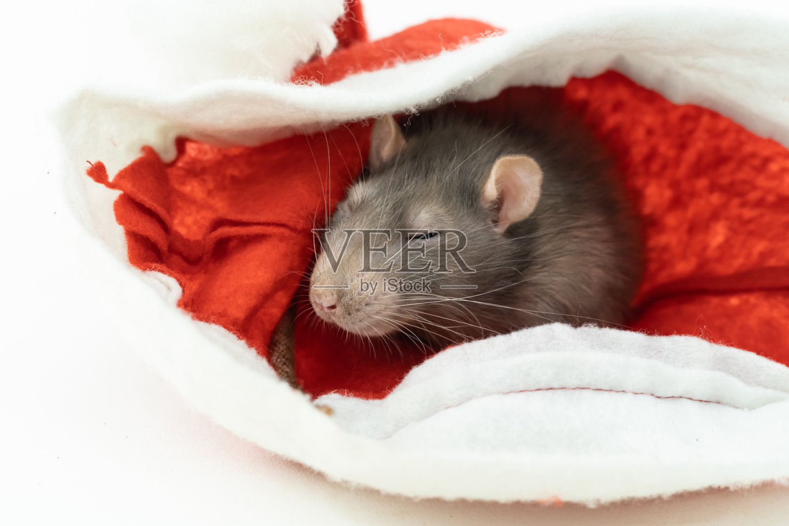 灰色老鼠在红色的圣诞老人帽子休息和打盹特写照片摄影图片