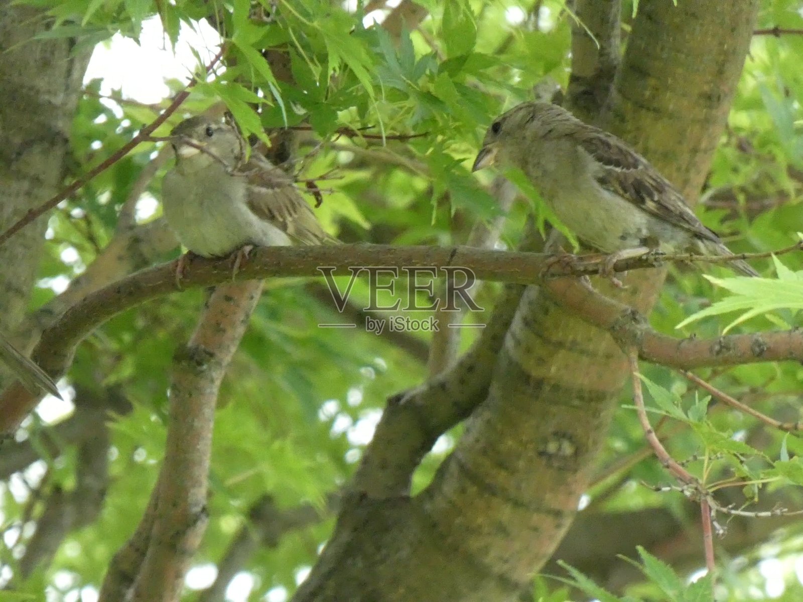 树上的小鸟照片摄影图片