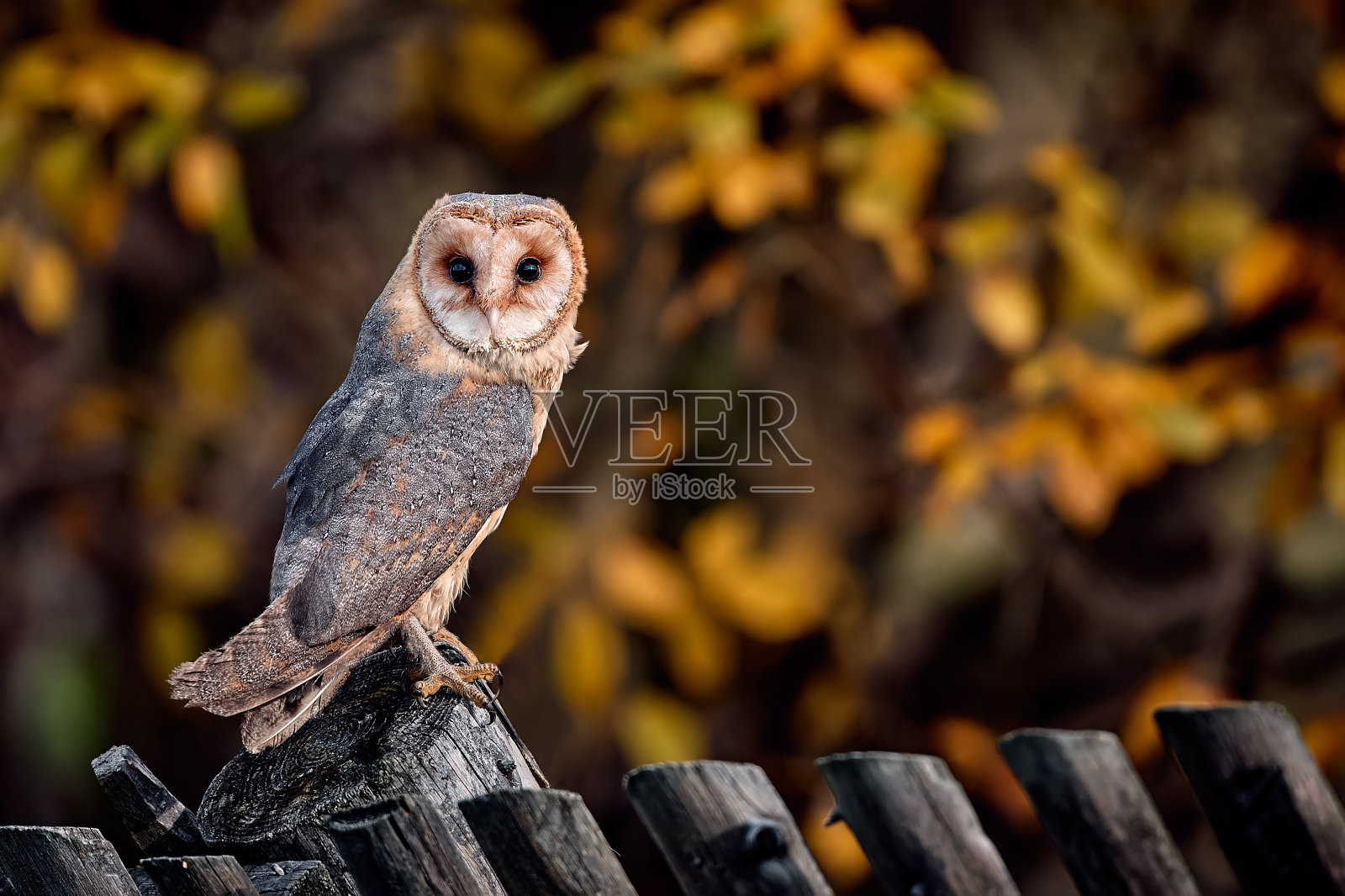 一只漂亮的谷仓猫头鹰(Tyto alba)栖息在篱笆上。秋日猫头鹰的肖像。照片摄影图片