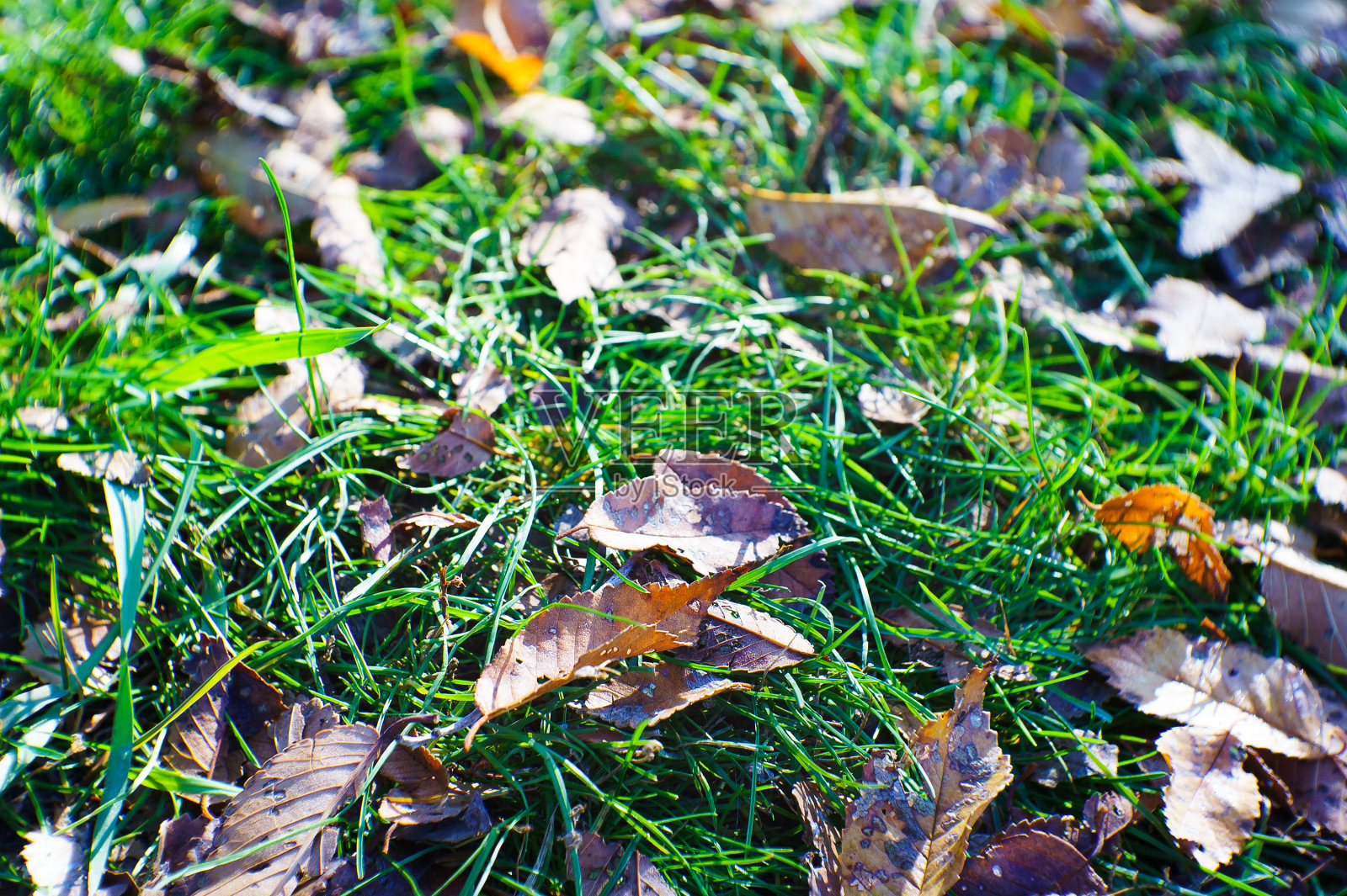 秋天的枯叶在公园的绿草上。照片摄影图片