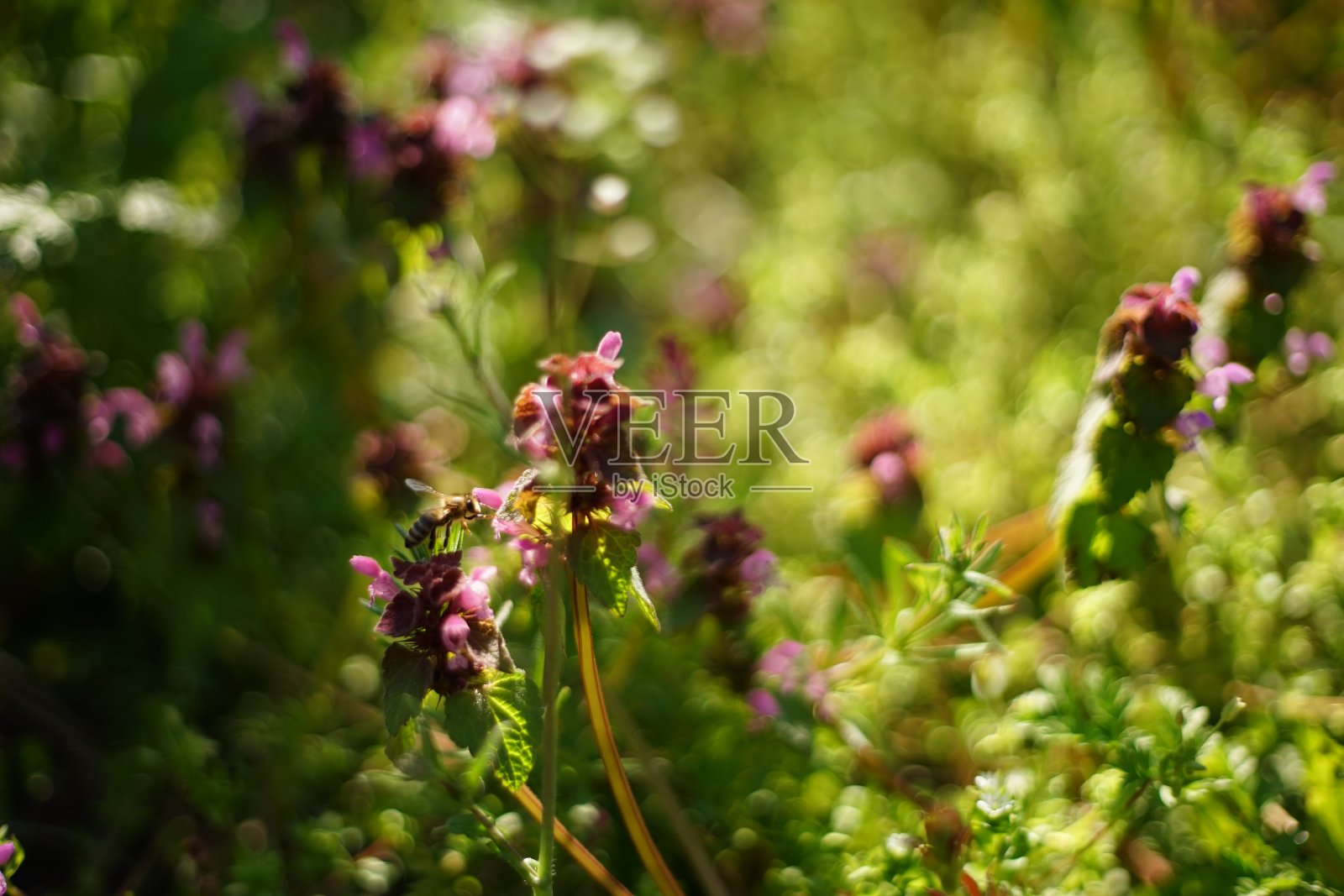 一只蜜蜂飞着，为野花授粉。照片摄影图片