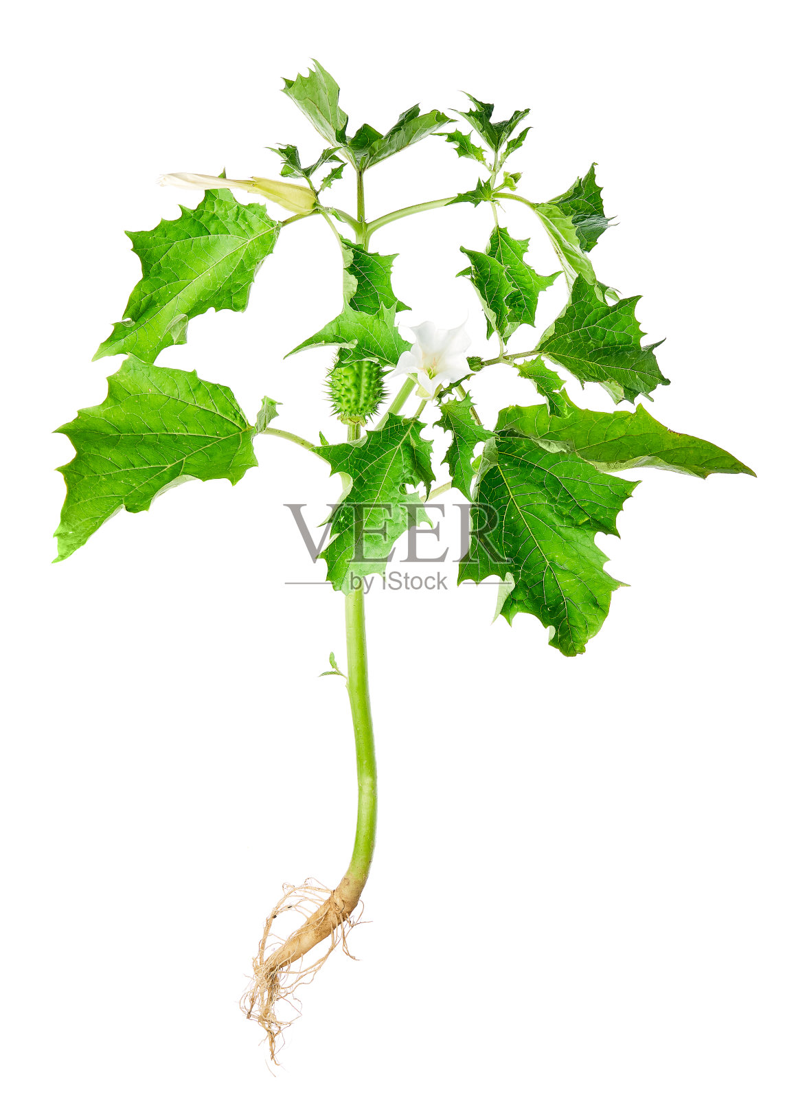 曼陀罗，俗称刺苹果，曼陀罗(曼陀罗杂草)或魔鬼网。孤立在白色背景上。照片摄影图片