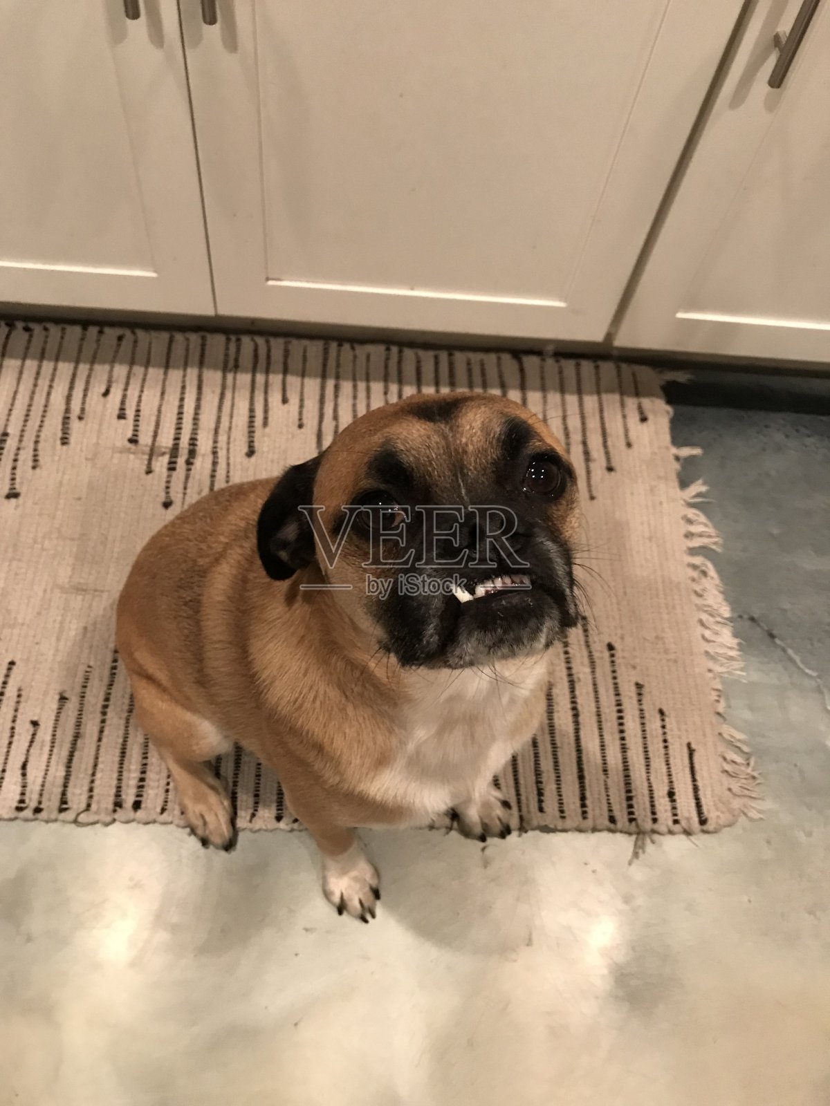 狗坐在照片摄影图片