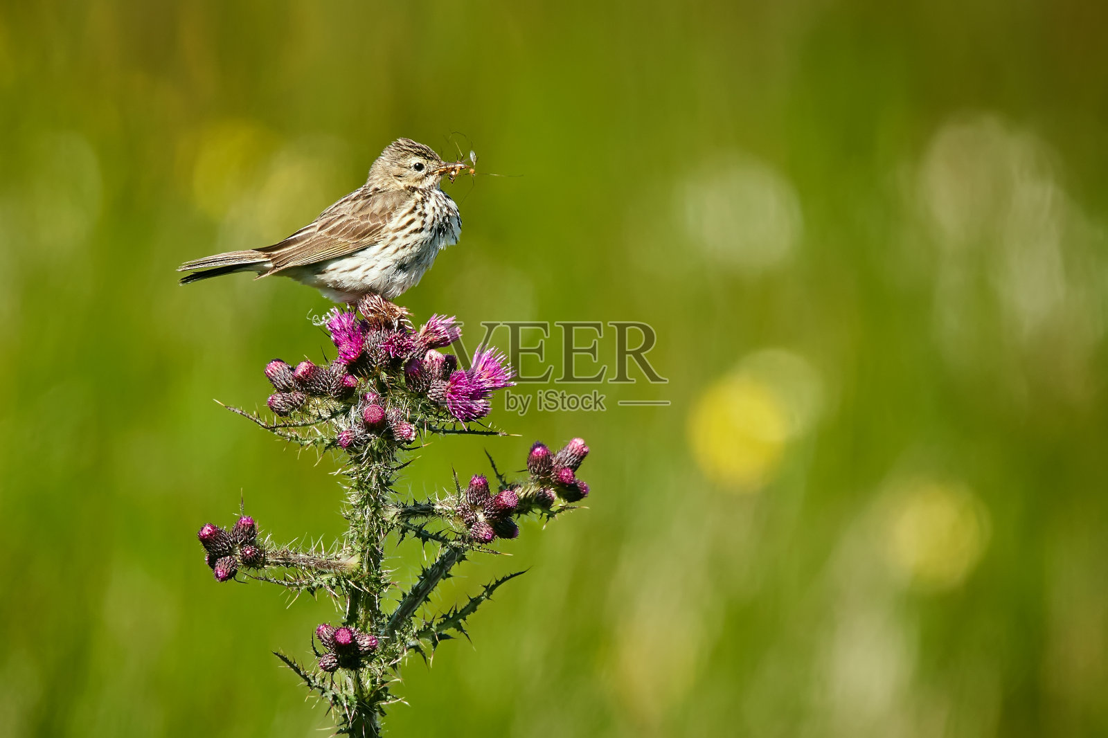 田鹨栖息在蓟上（学名：Anthus pratensis）- 挪威野生动物场景照片摄影图片