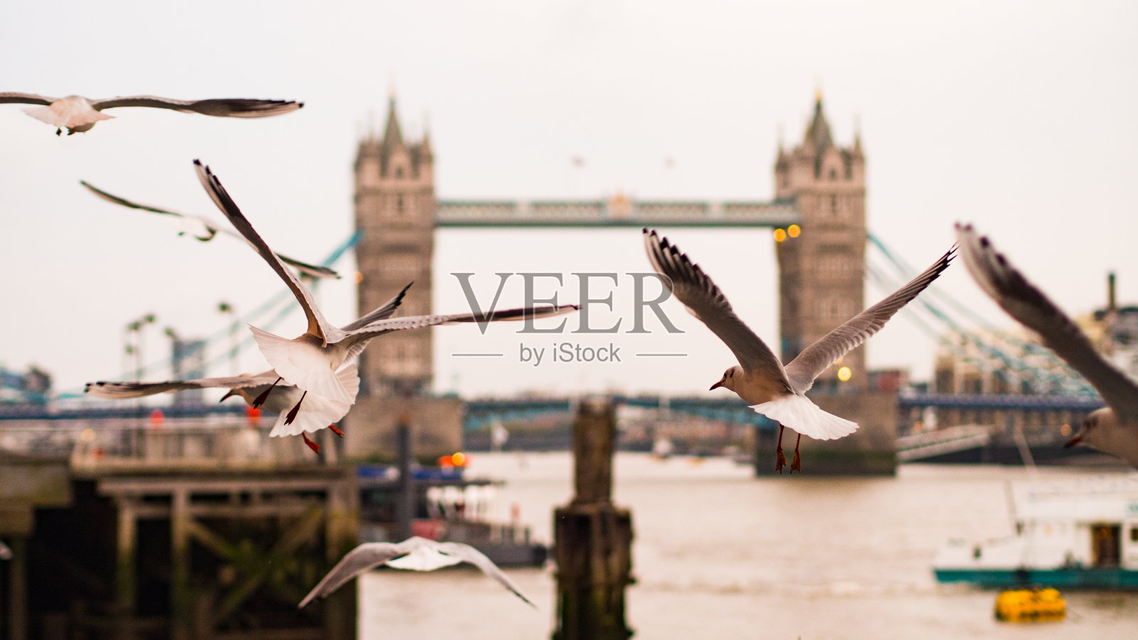 飞翔的海鸥照片摄影图片