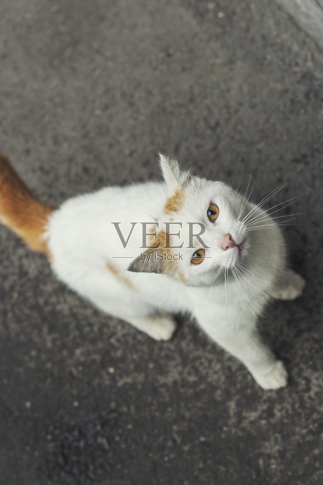 一只红白相间的流浪猫看着镜头。照片摄影图片