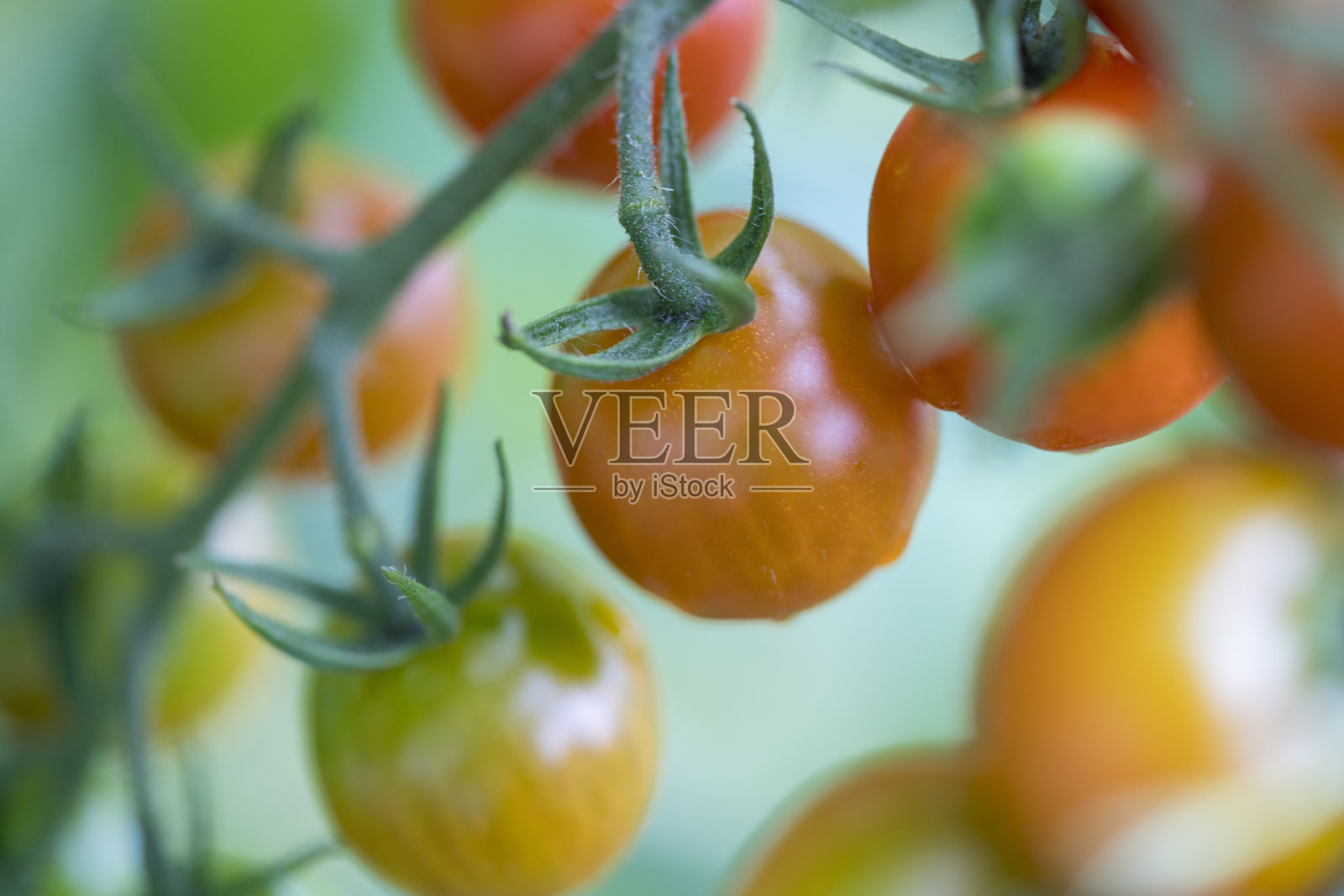 樱桃番茄照片摄影图片