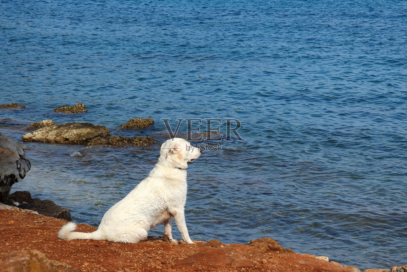 一只白色的狗坐在克罗地亚罗温吉的海边照片摄影图片