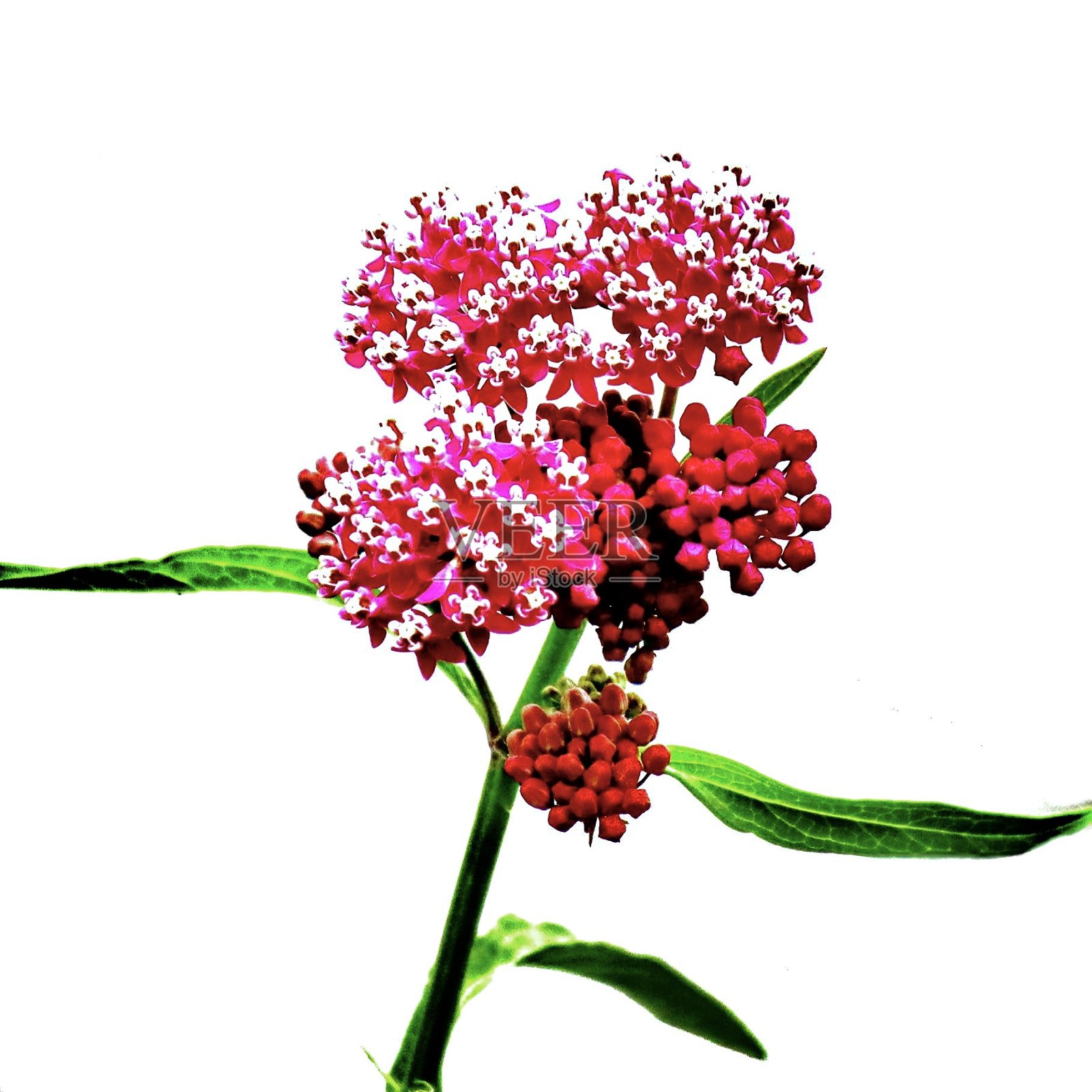 吸收阳光照片摄影图片