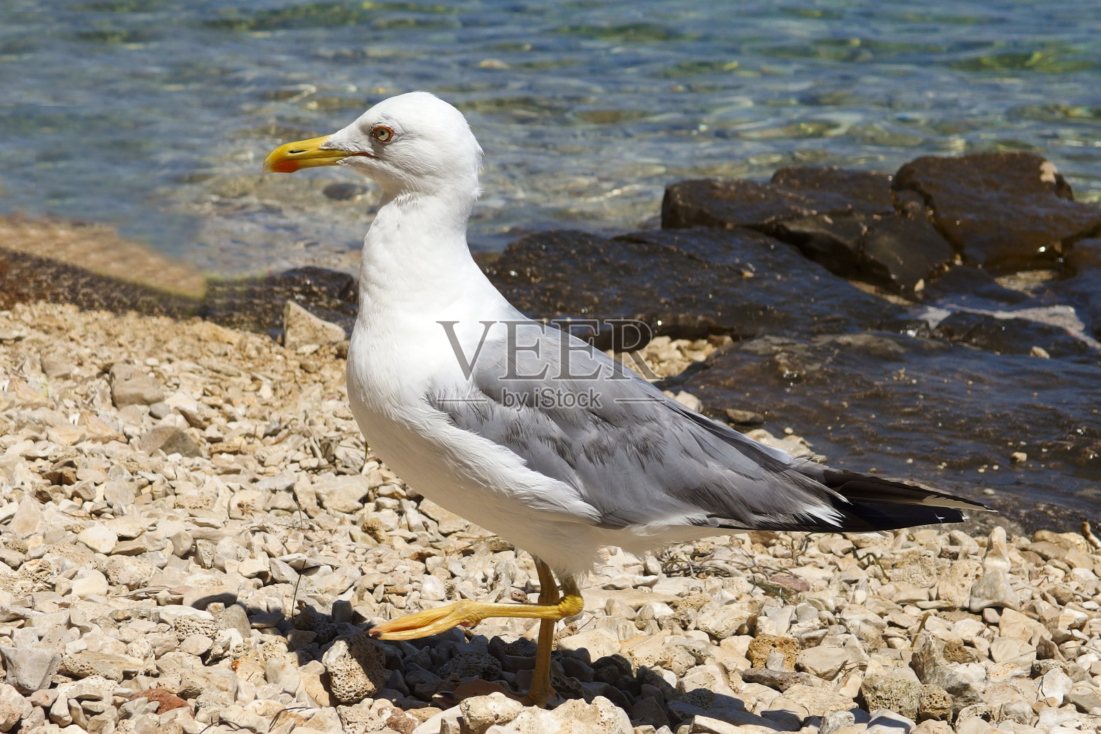 在海滩上散步的灰色海鸥的肖像照片摄影图片