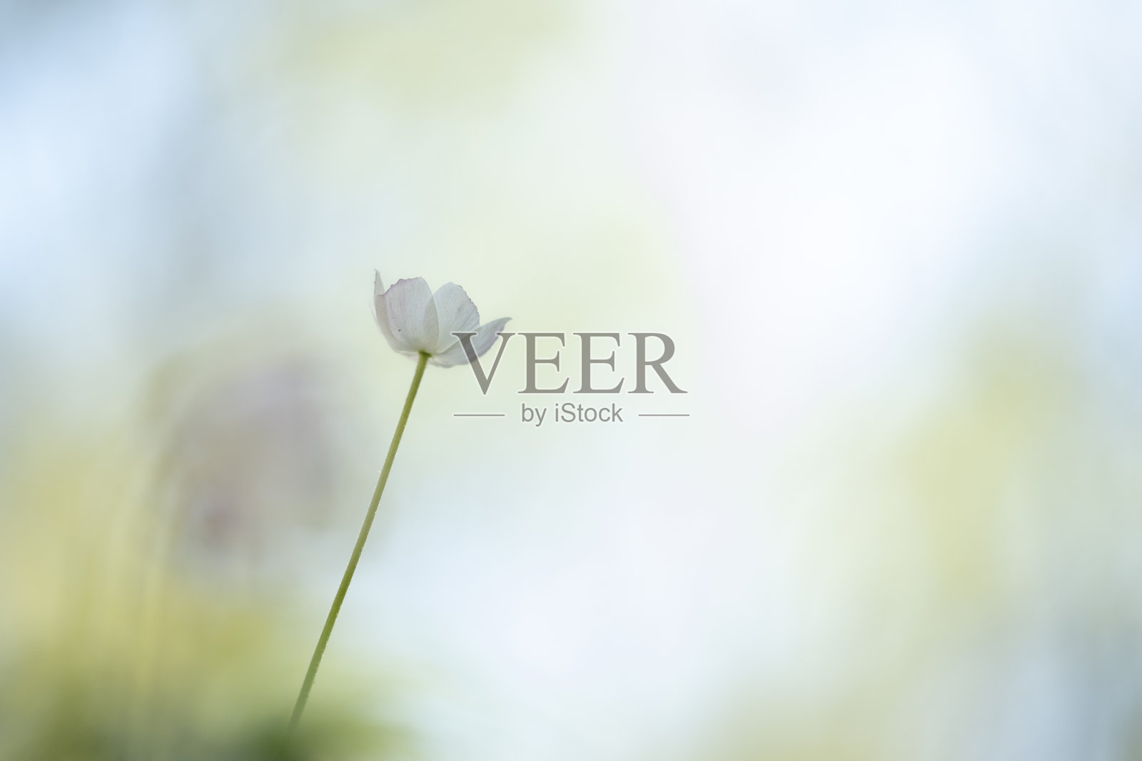 白色的海葵照片摄影图片