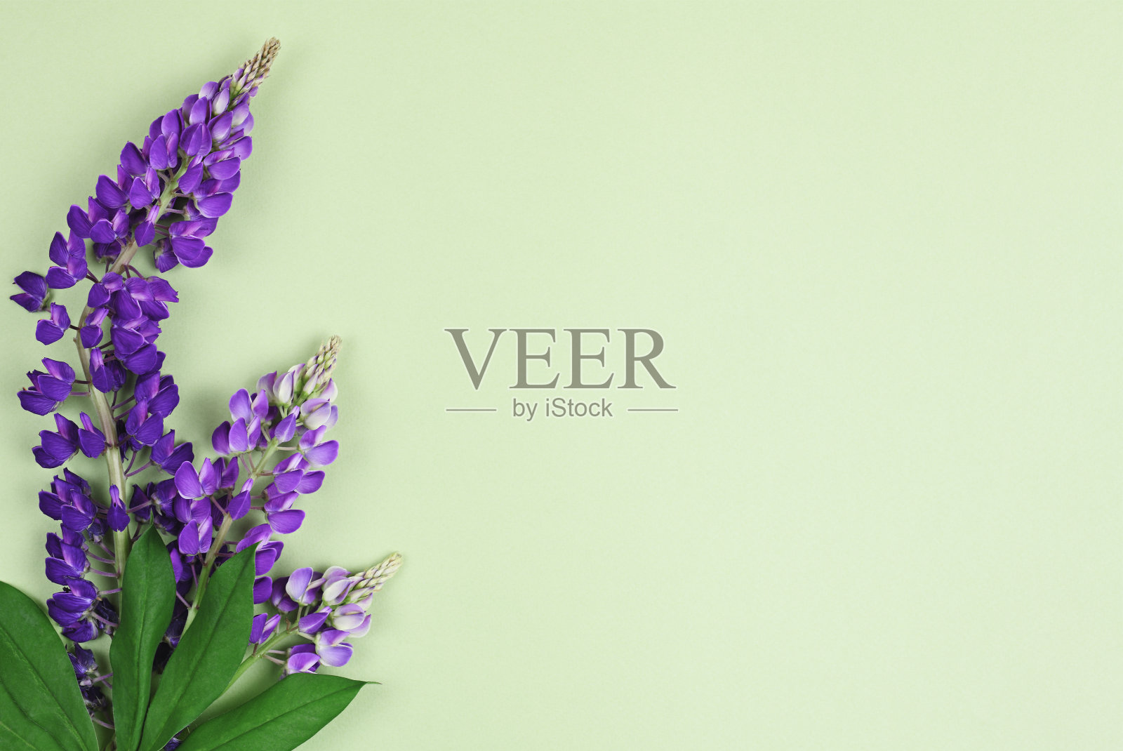 绿纸背景上的紫色羽扇豆花束。照片摄影图片