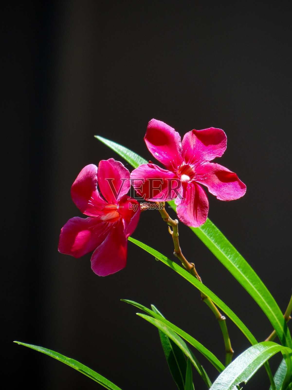 盛开的花朵照片摄影图片
