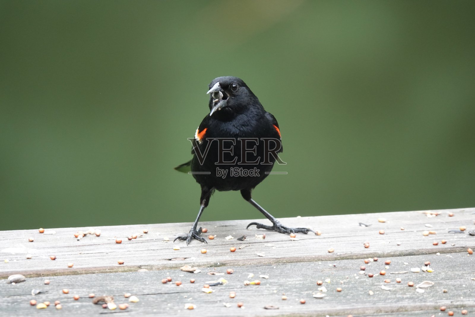 雄性红翼黑鹂(Agelaius phoenicaius)满嘴食物地说话照片摄影图片