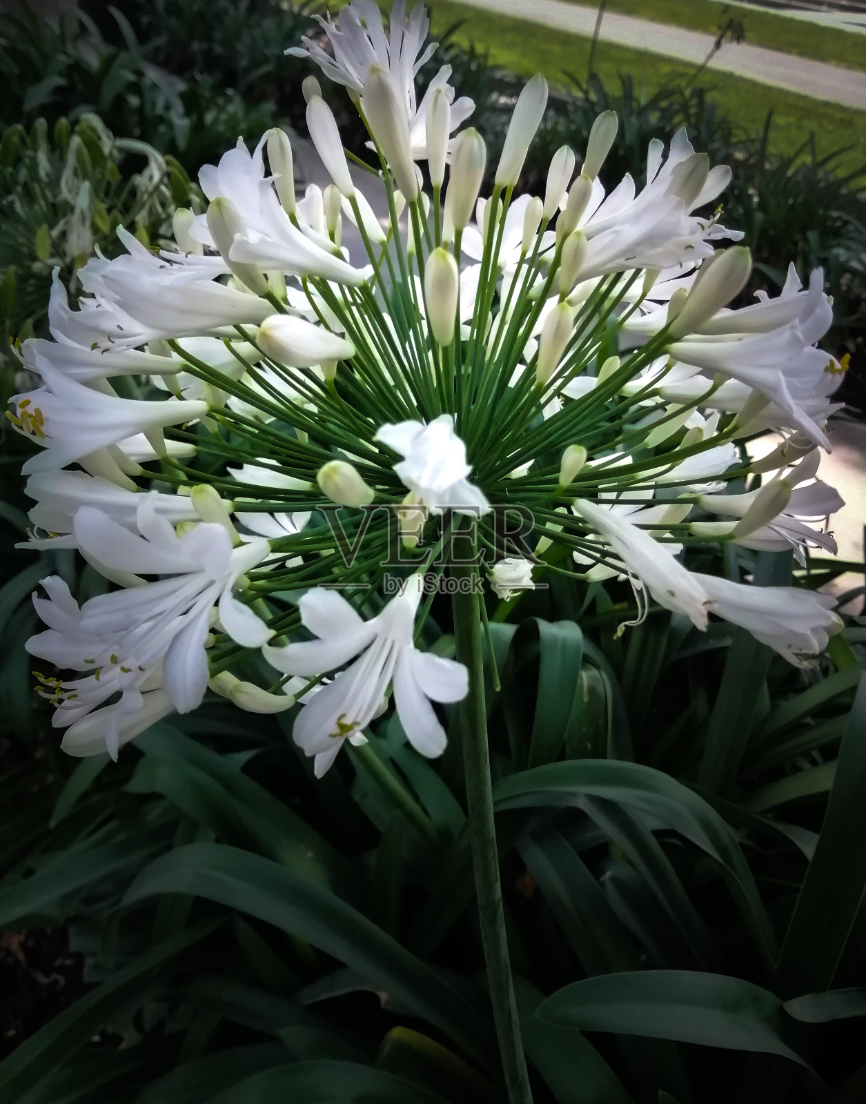 一束白花照片摄影图片