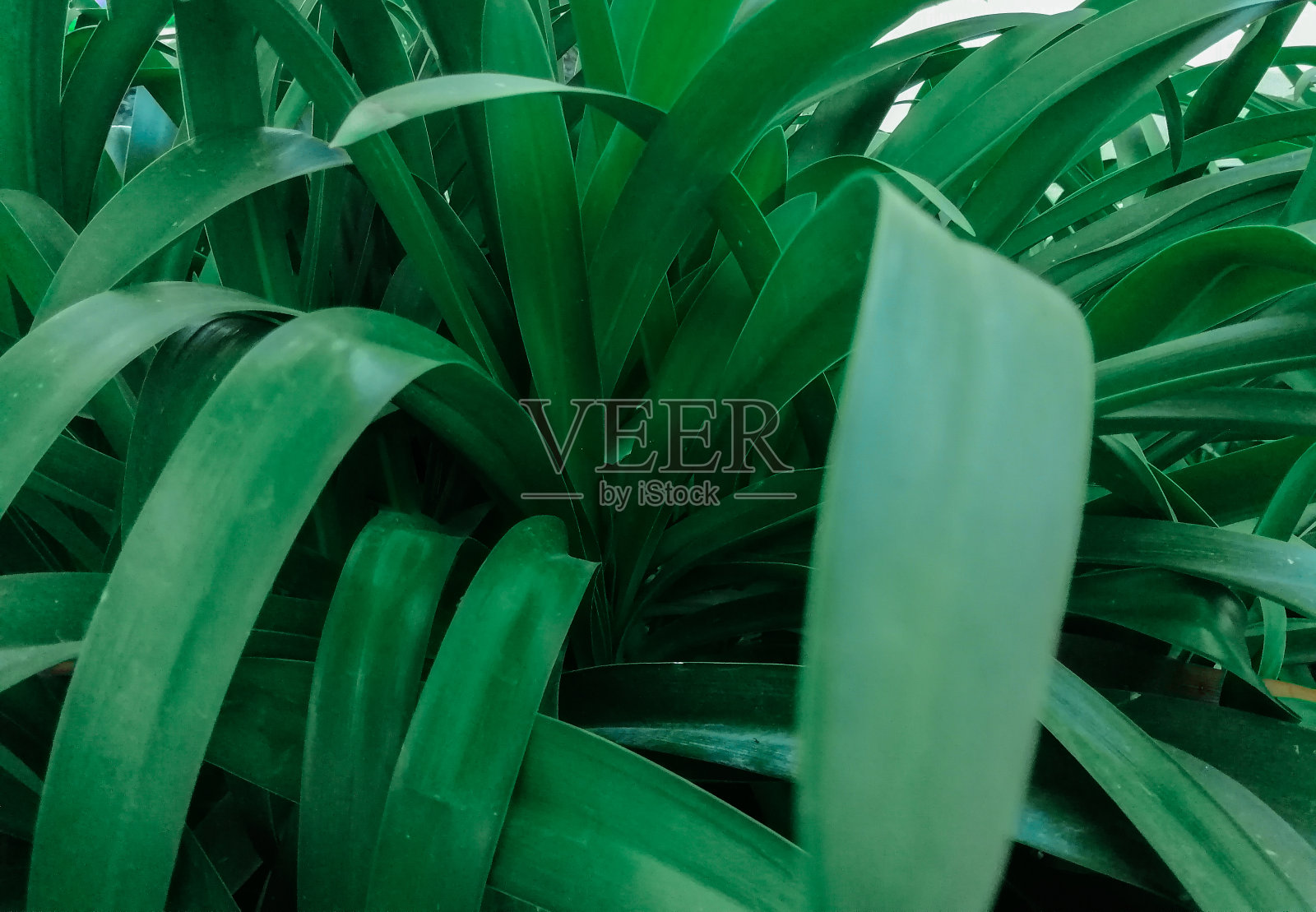 绿叶在背景下照片摄影图片