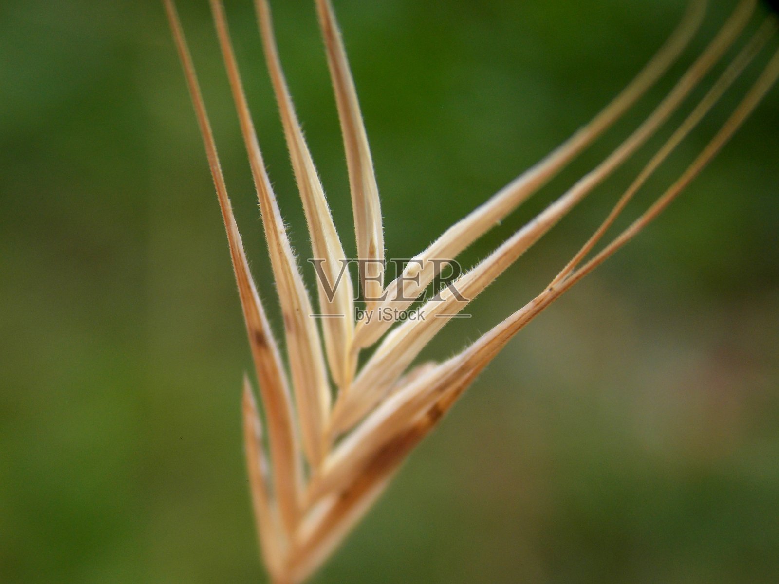 夏季干燥的小植物照片摄影图片