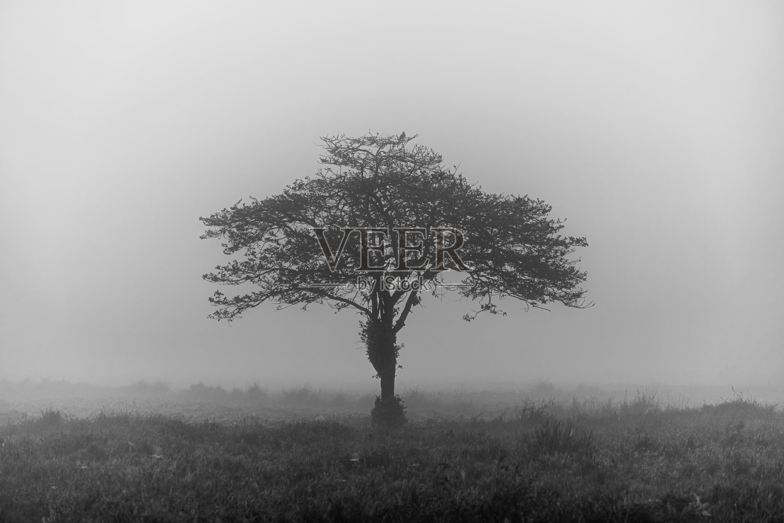 雾蒙蒙的田野景观与奇怪的形状的树照片摄影图片