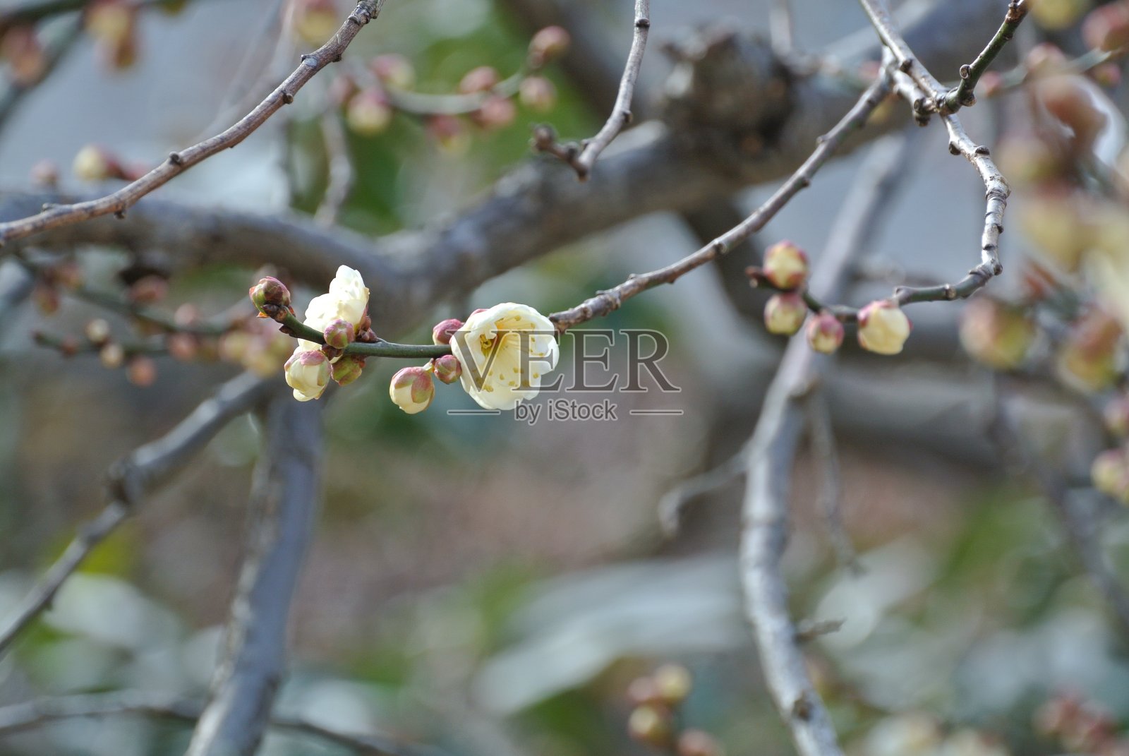 梅花照片摄影图片