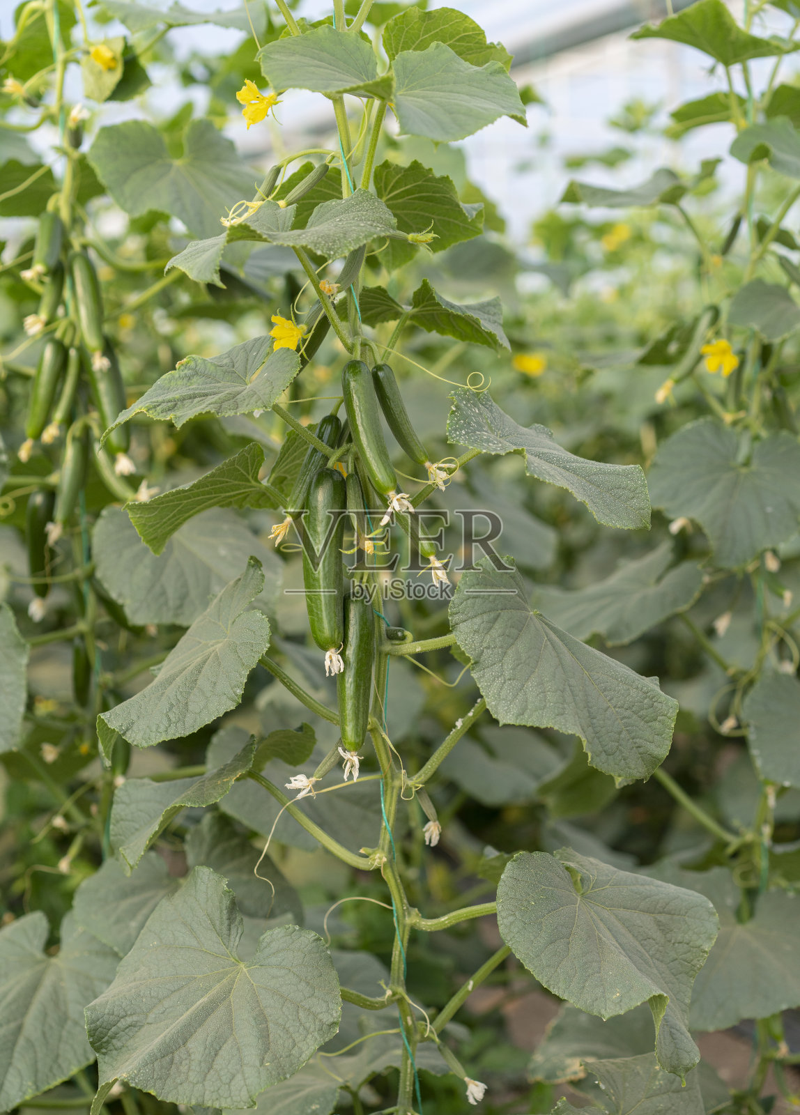 土耳其安塔利亚夏季温室中新鲜的有机黄瓜照片摄影图片