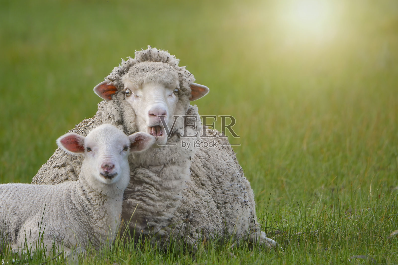 小羊羔很爱它的妈妈照片摄影图片