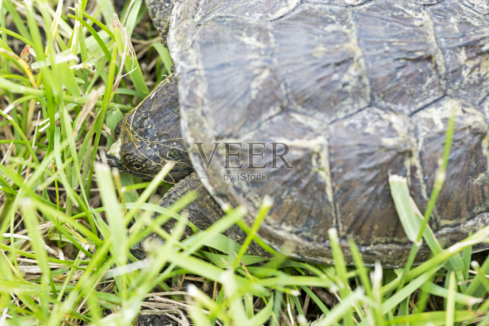 啮龟照片摄影图片