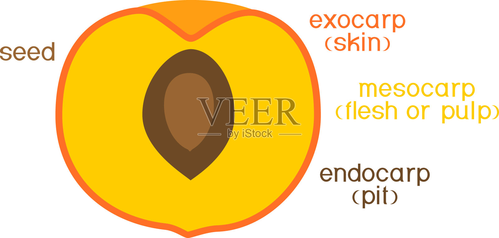 核果或核果(桃子)的结构，有标题插画图片素材