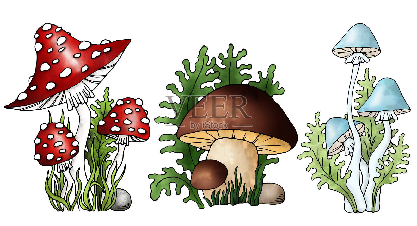 蘑菇可食的牛肝菌，白伞，死帽在白色的背景上画黑色的轮廓。插画图片素材