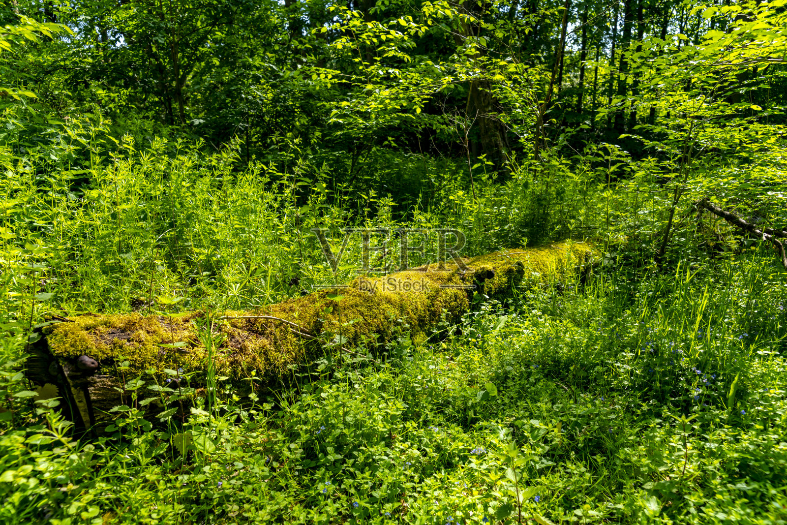 森林里腐烂的木头照片摄影图片