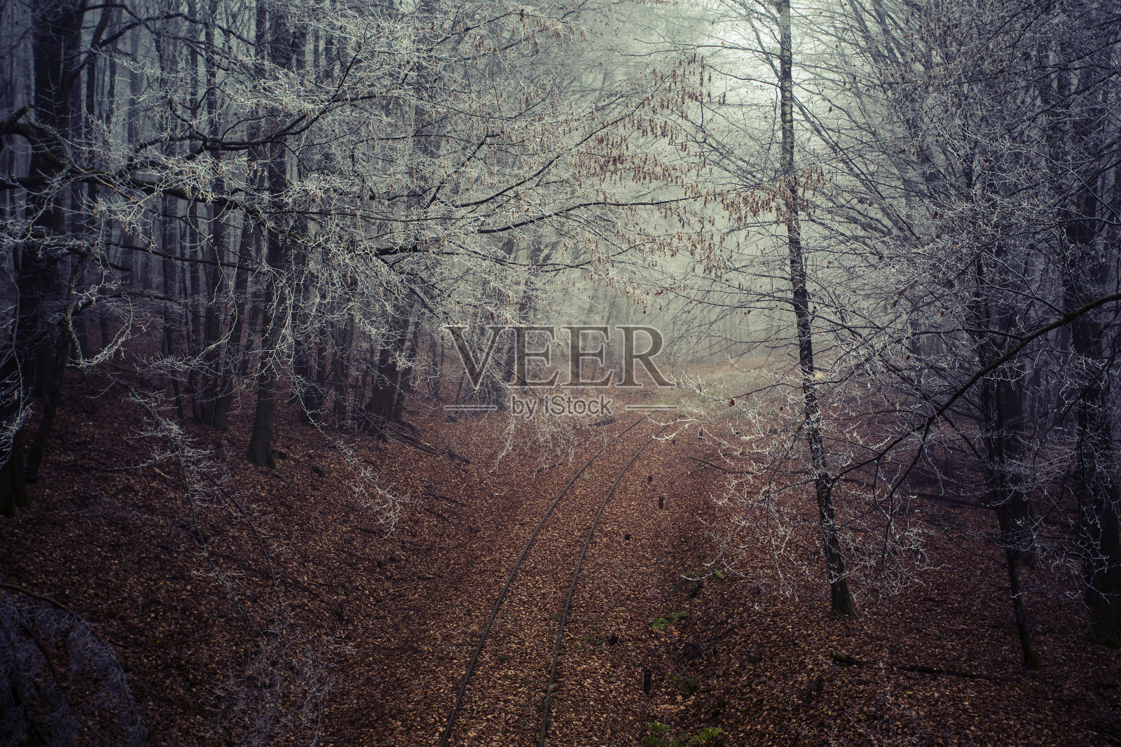 废弃的铁路穿过秋天的森林照片摄影图片