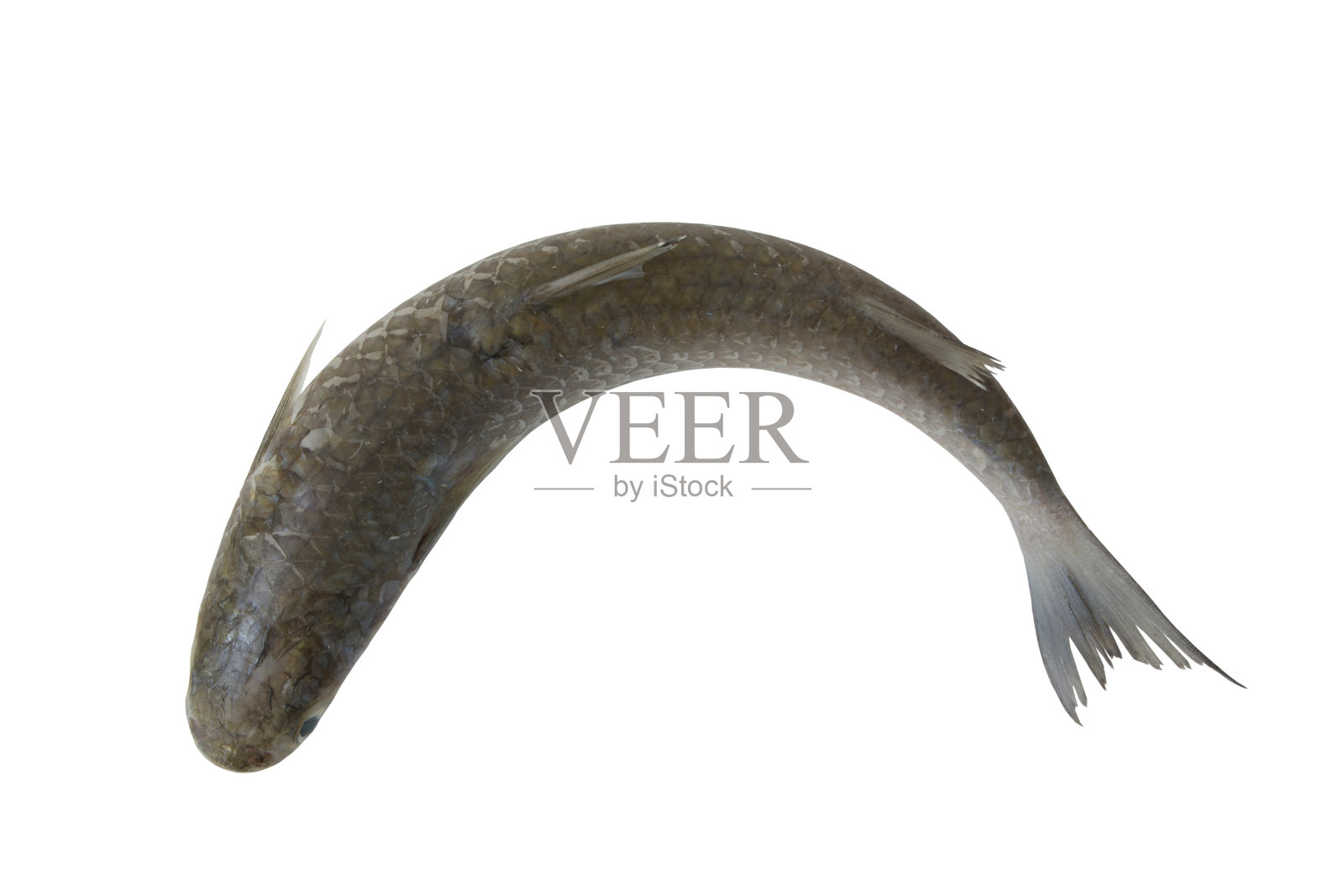 孤立的灰鲻鱼照片摄影图片