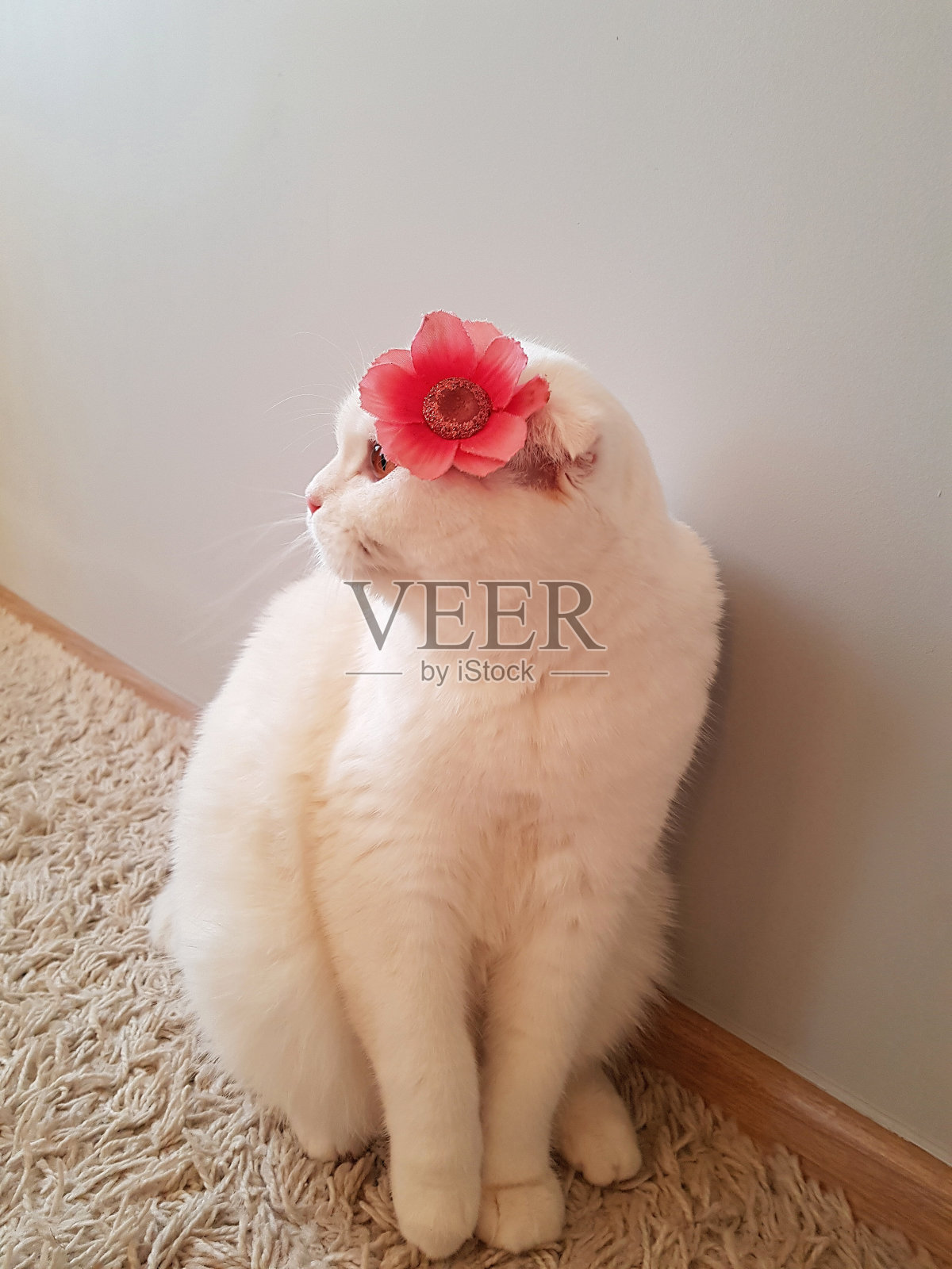 一只棕色眼睛的白猫，头上戴着一朵粉红色的花，像一顶帽子似的站在房子里的地毯上。宠物画像照片摄影图片