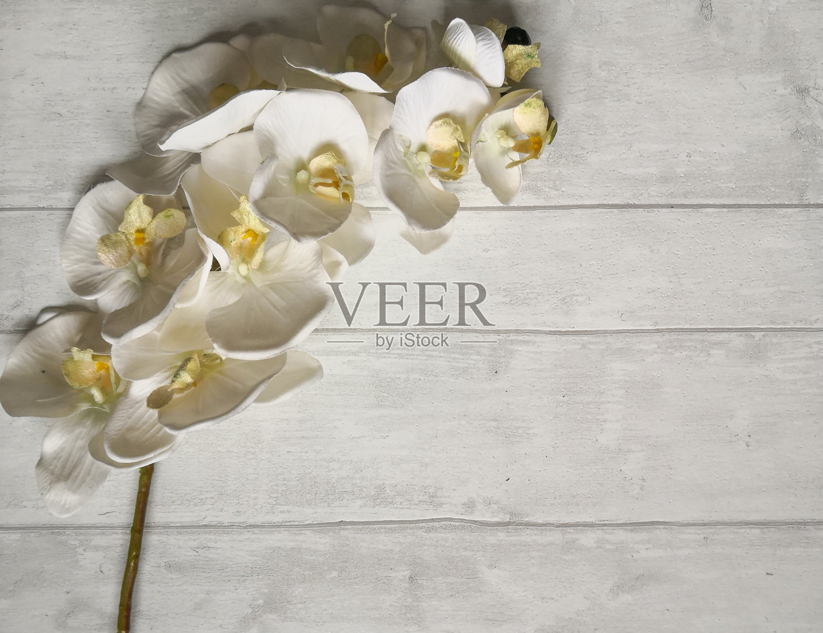 白色的兰花的花照片摄影图片